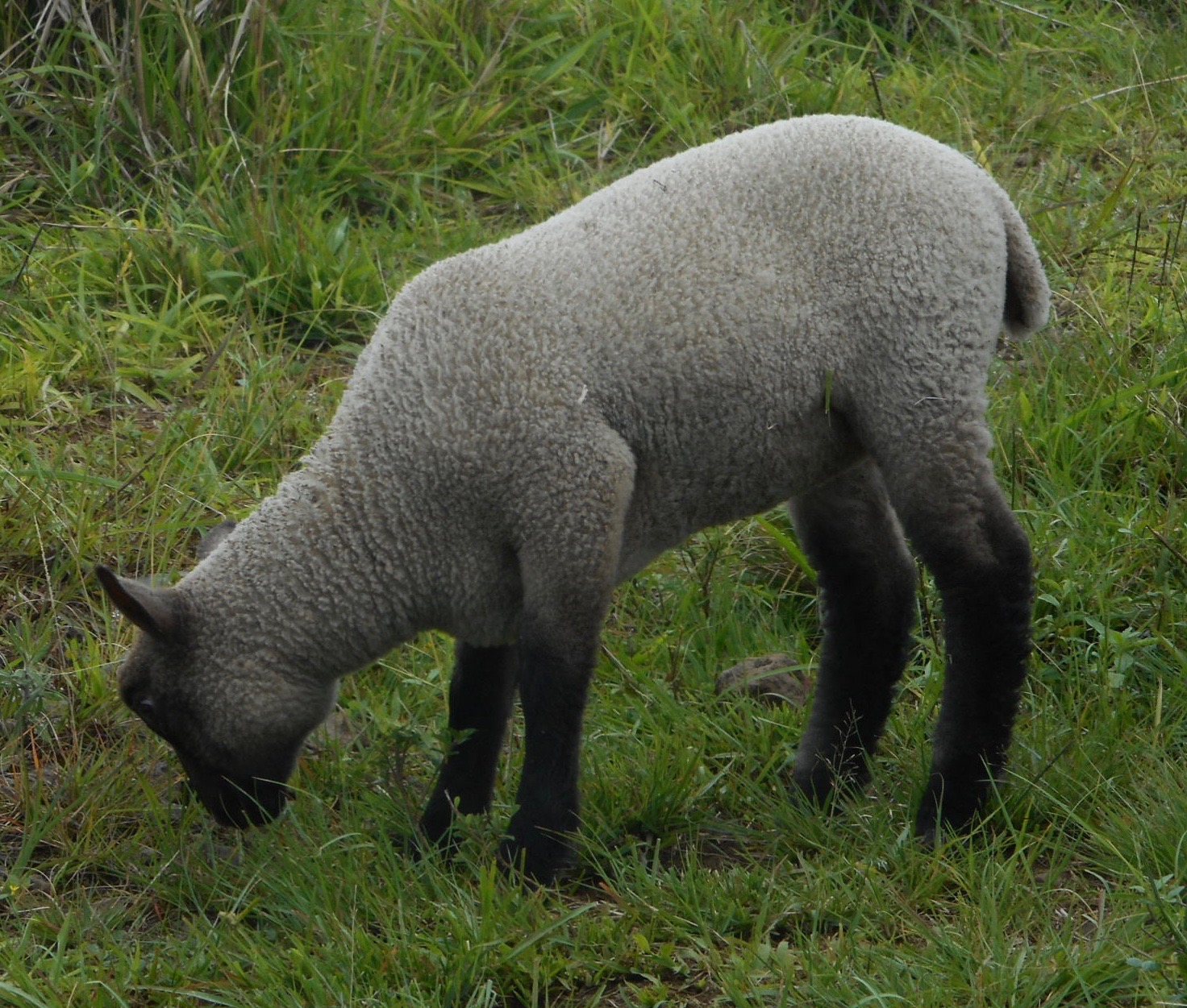 Freesia's Ewe lamb