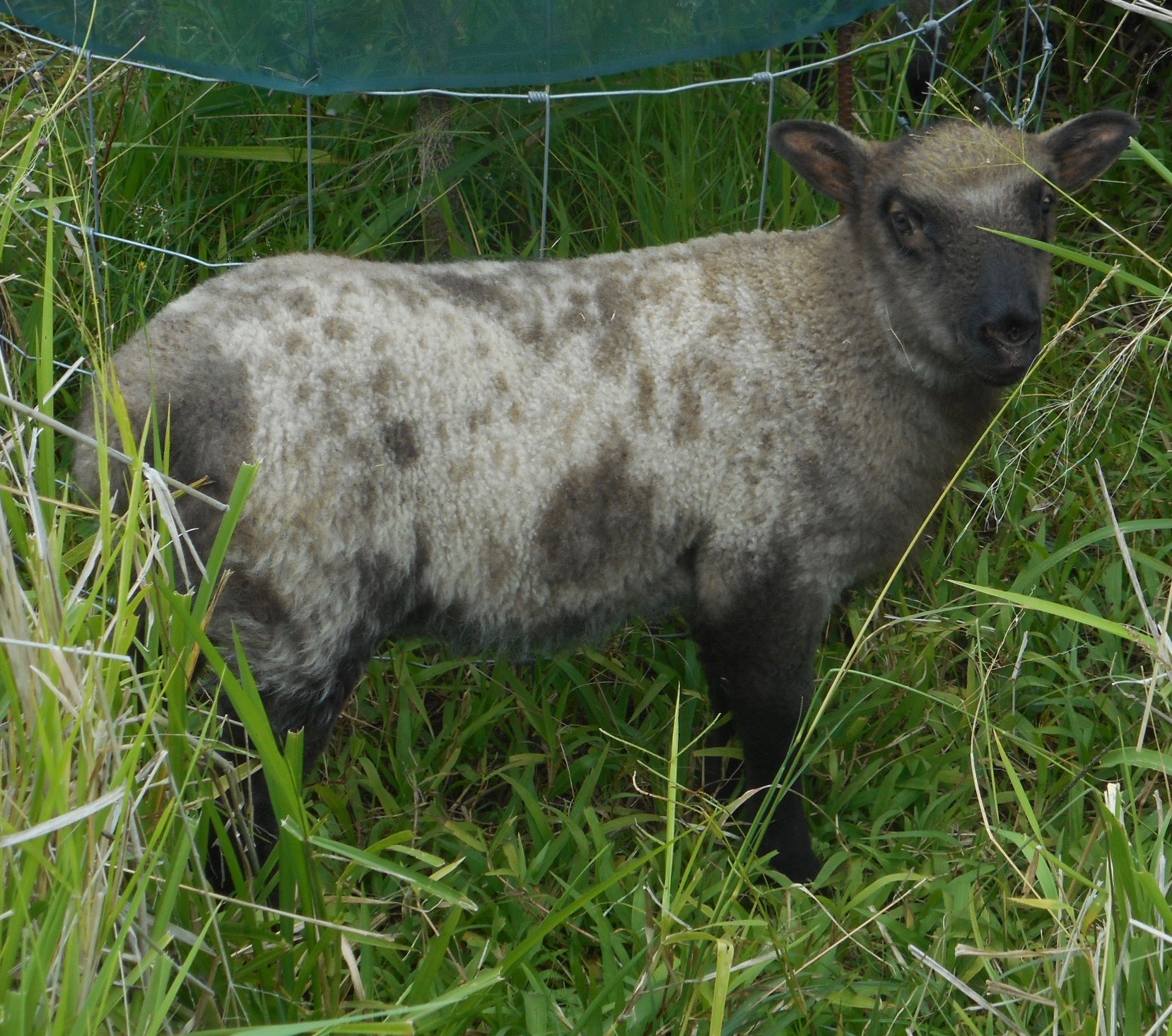 June's 2nd born ram lamb