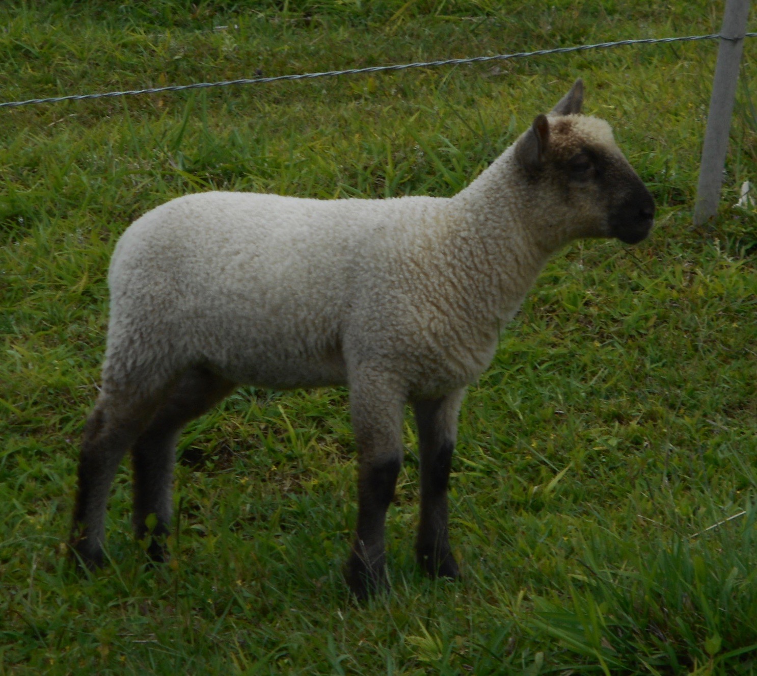 Latte's ewe lamb