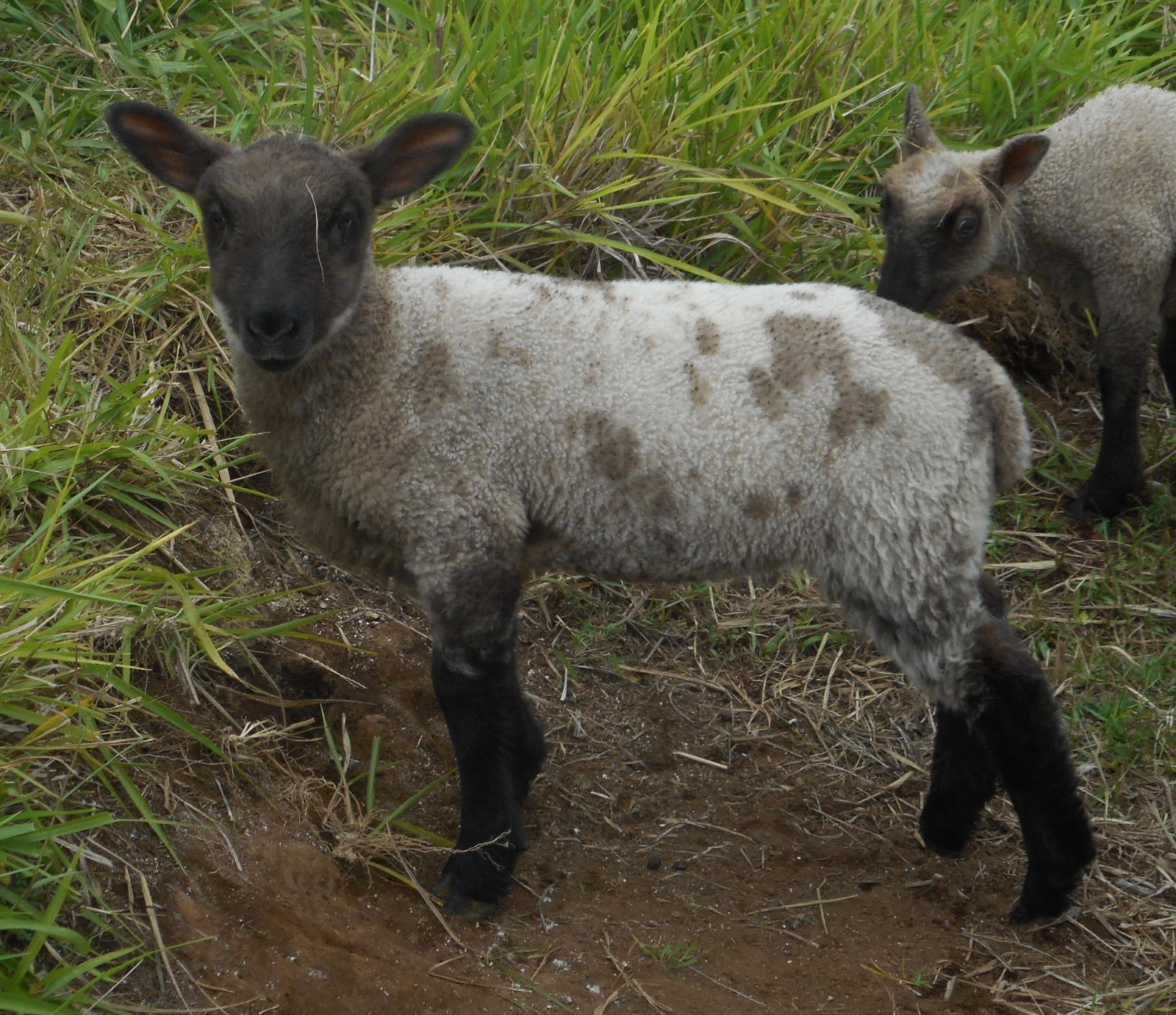 Leaf's 2nd born lamb