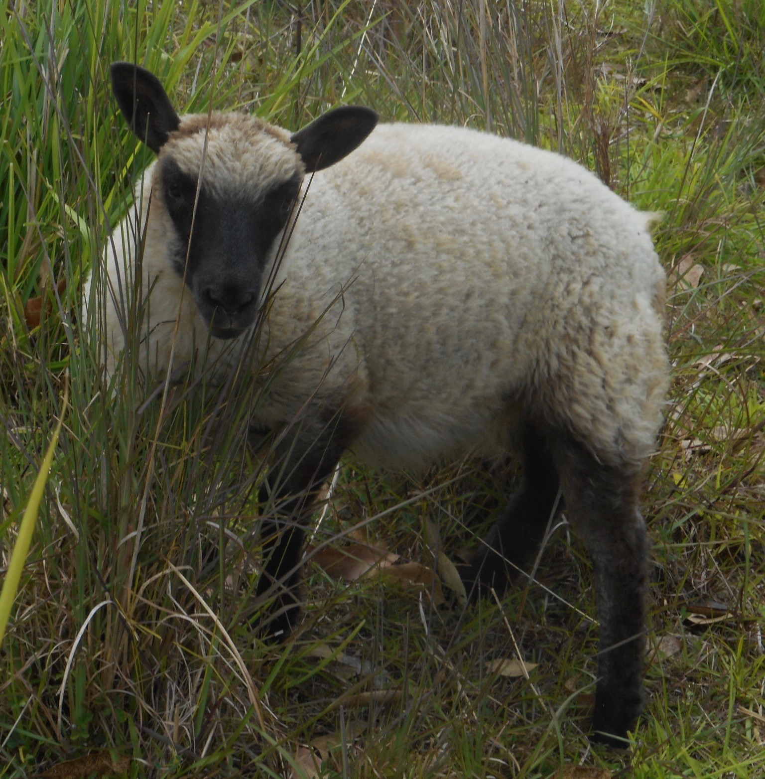 Photo of a Lamb