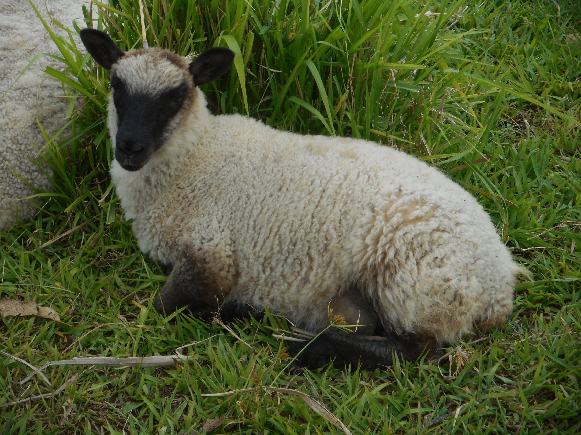 Cocoa's ewe lamb