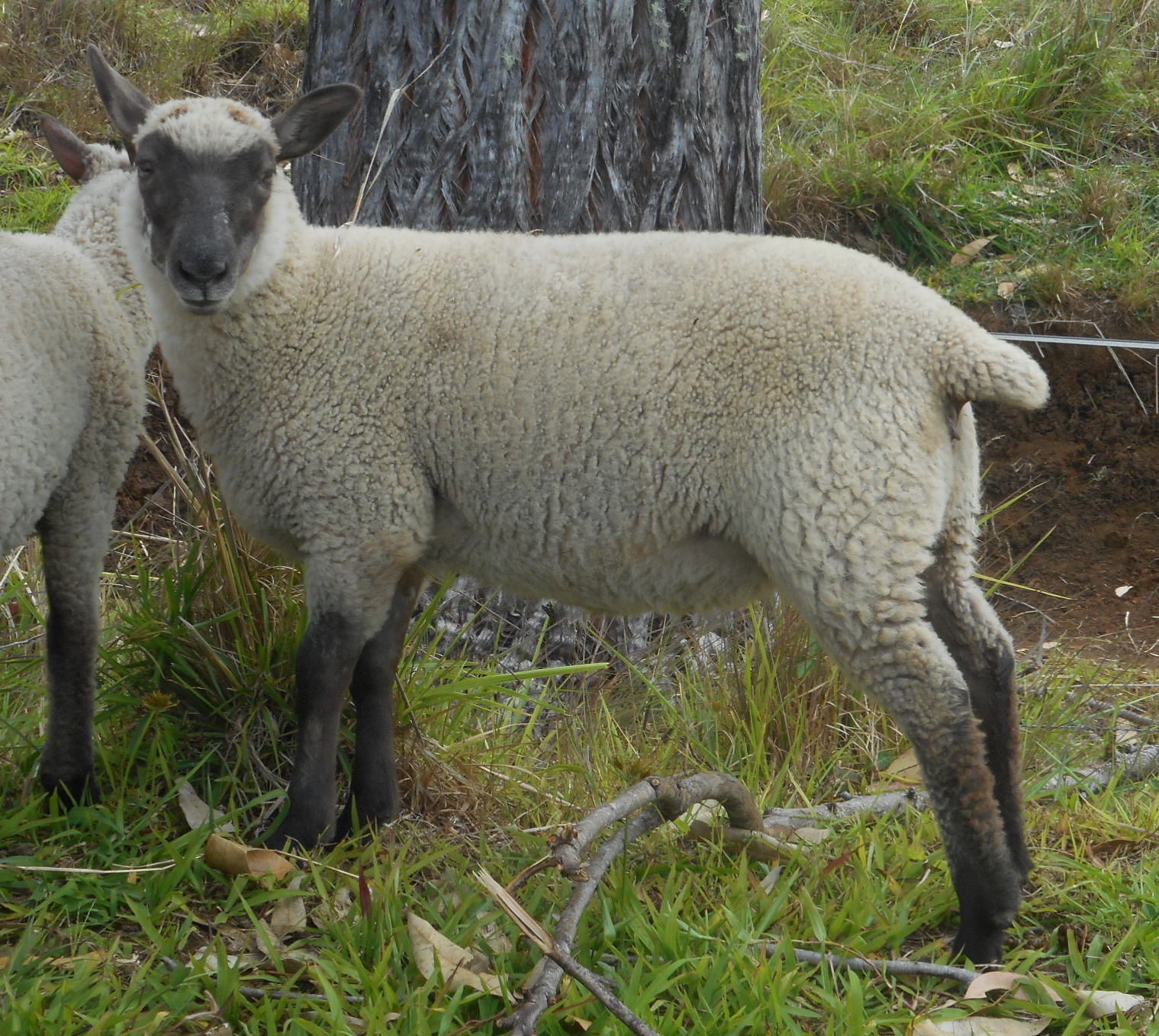 Ellis's ewe lamb