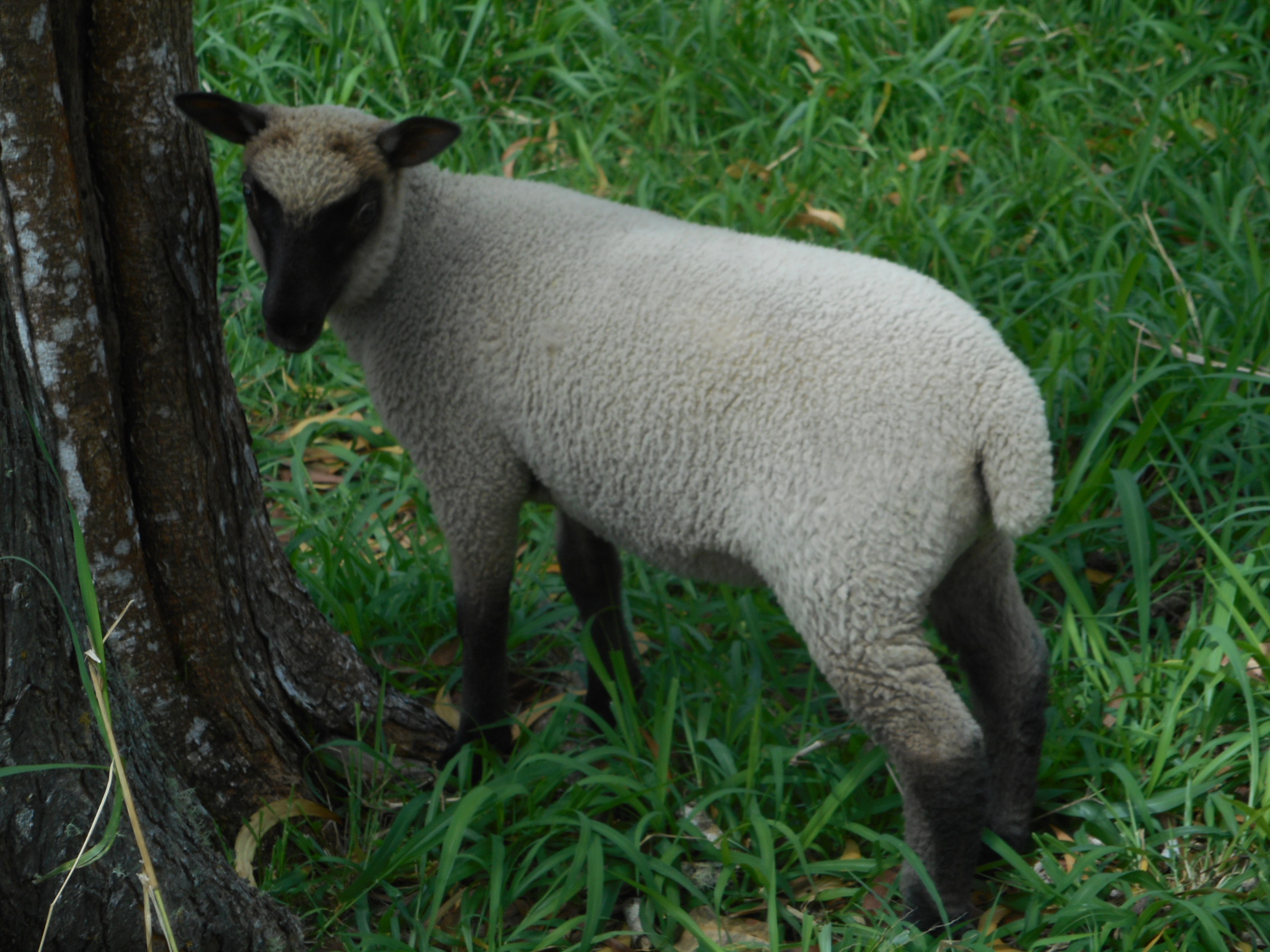 Freesia's Ewe lamb