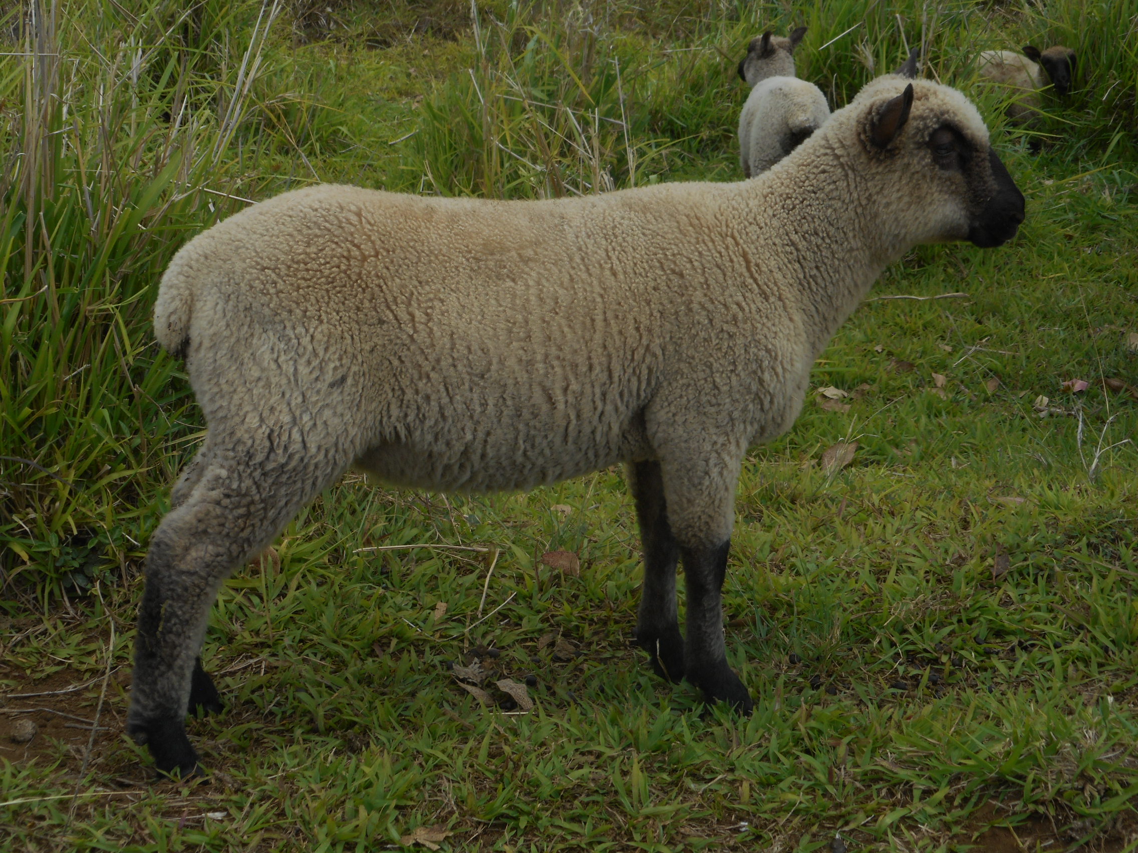 June's 1st born ram lamb