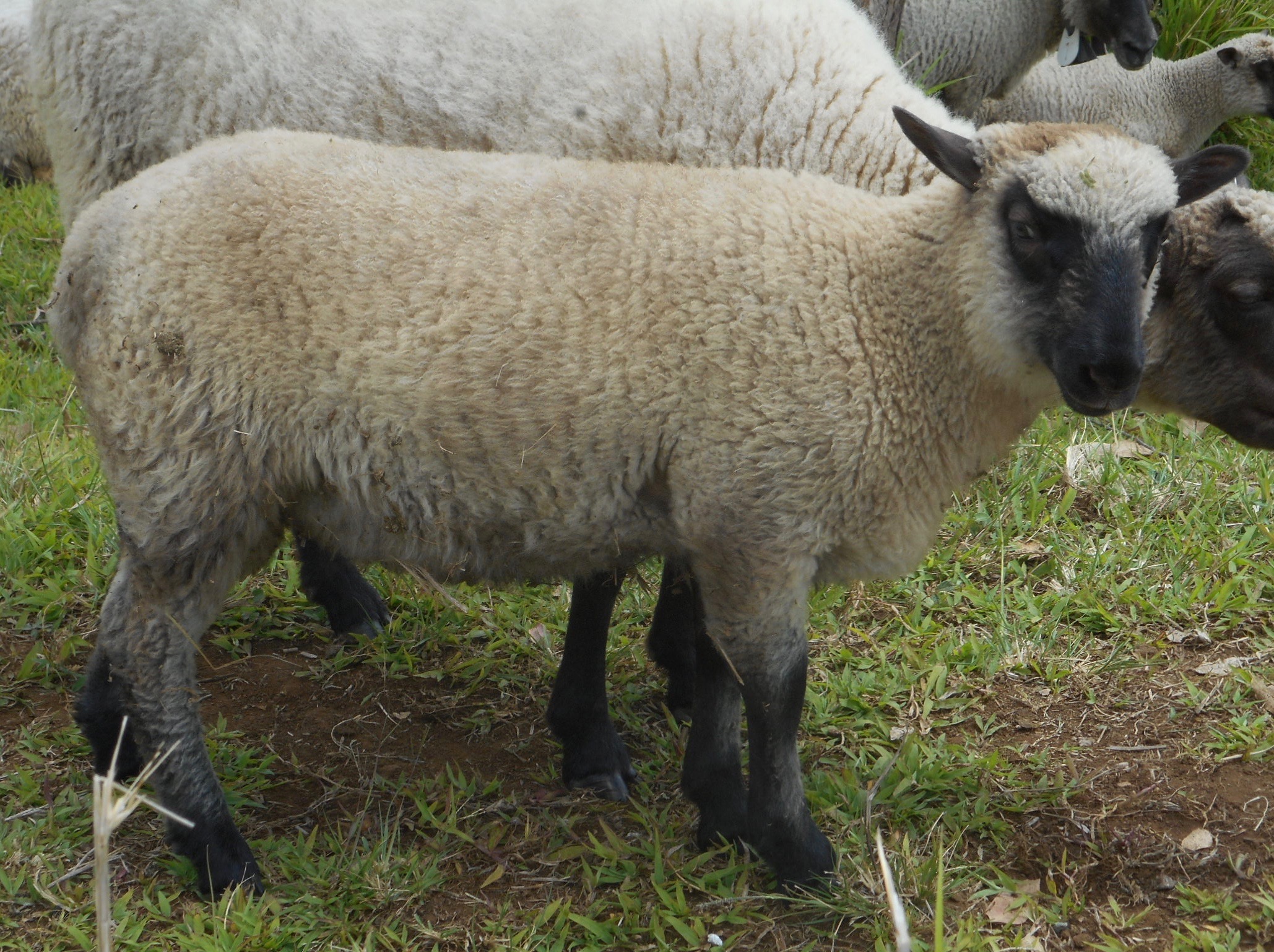 June's 2nd born ram lamb