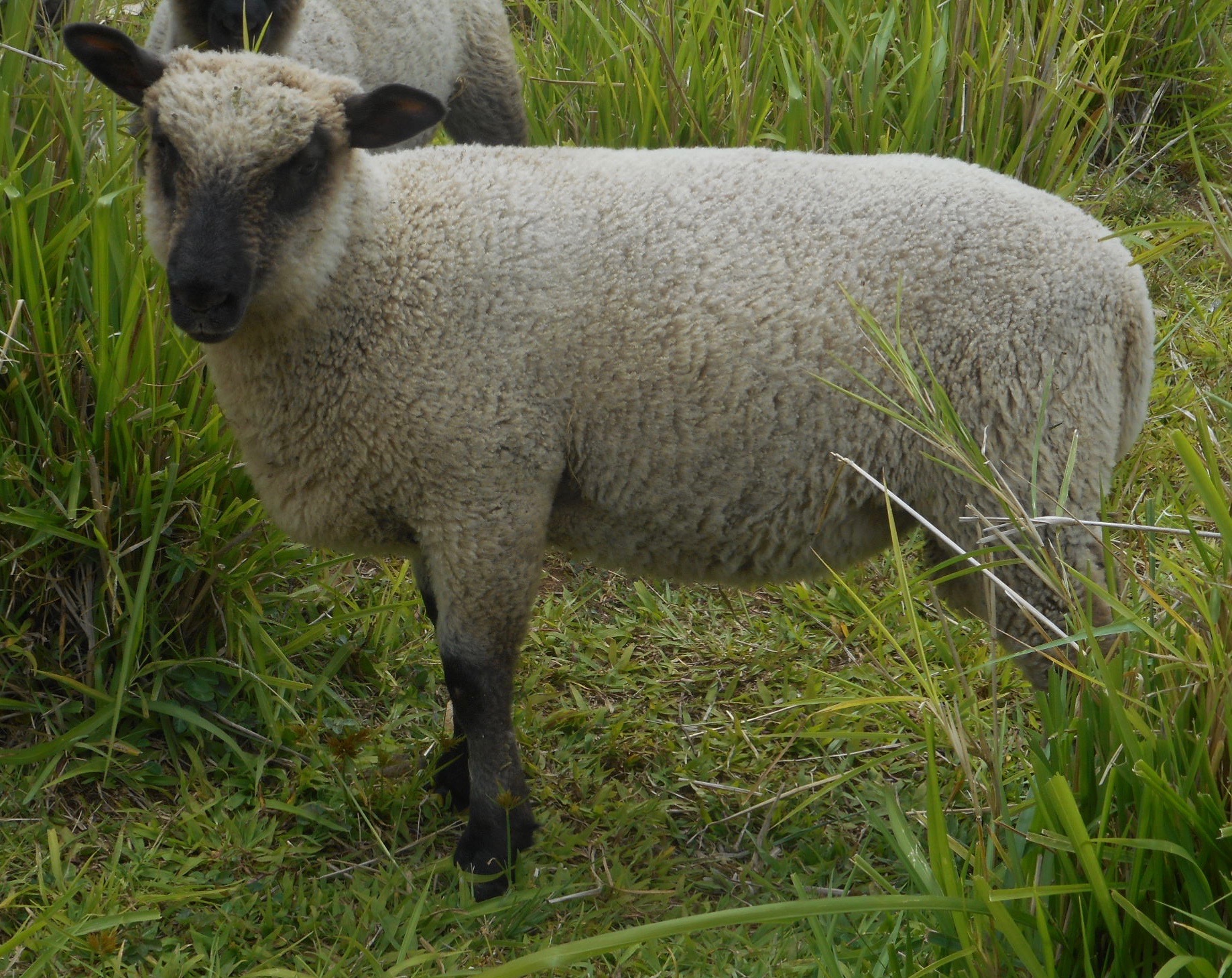 Lacy's ram lamb