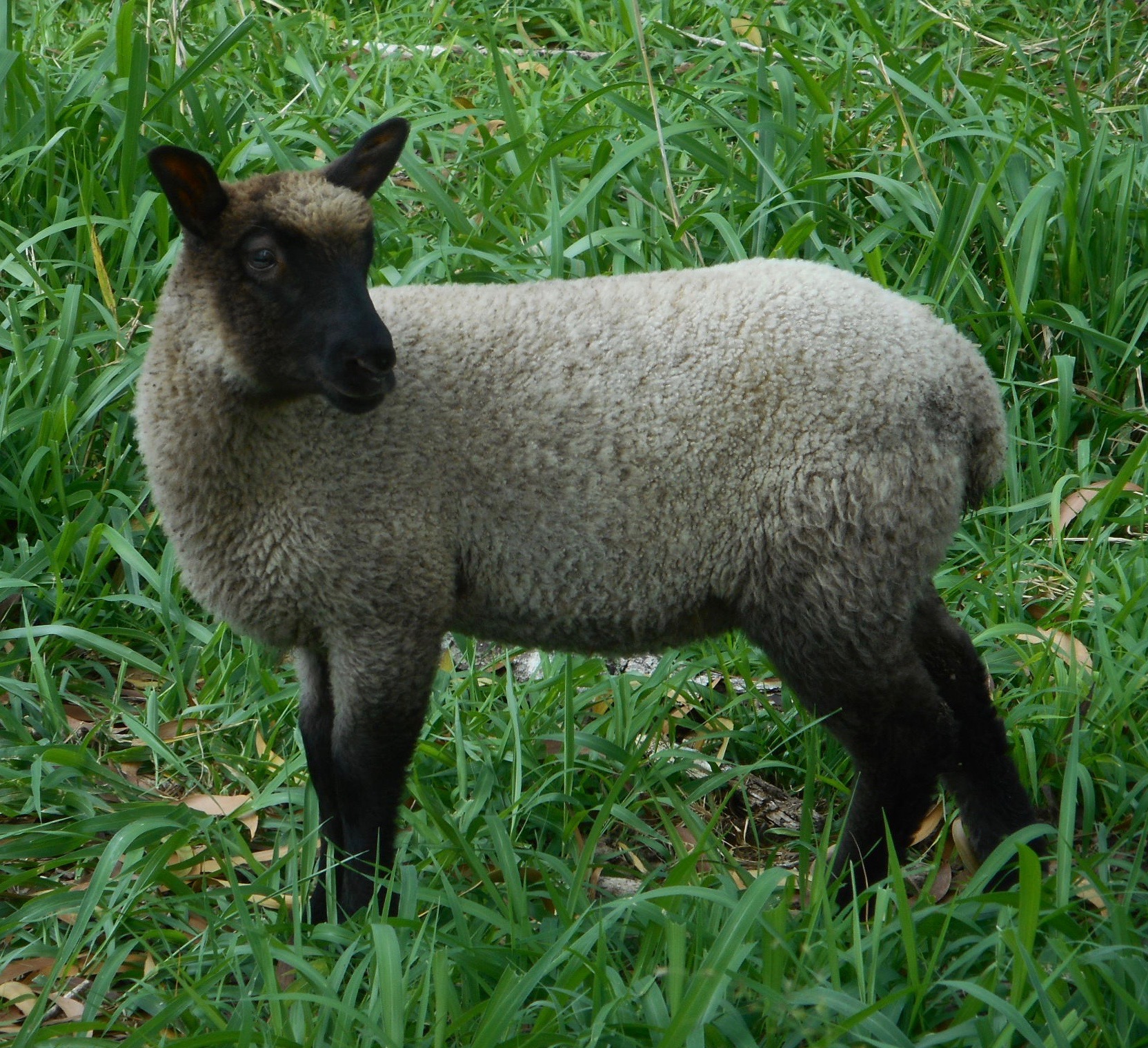 Leaf's 1st born ewe lamb