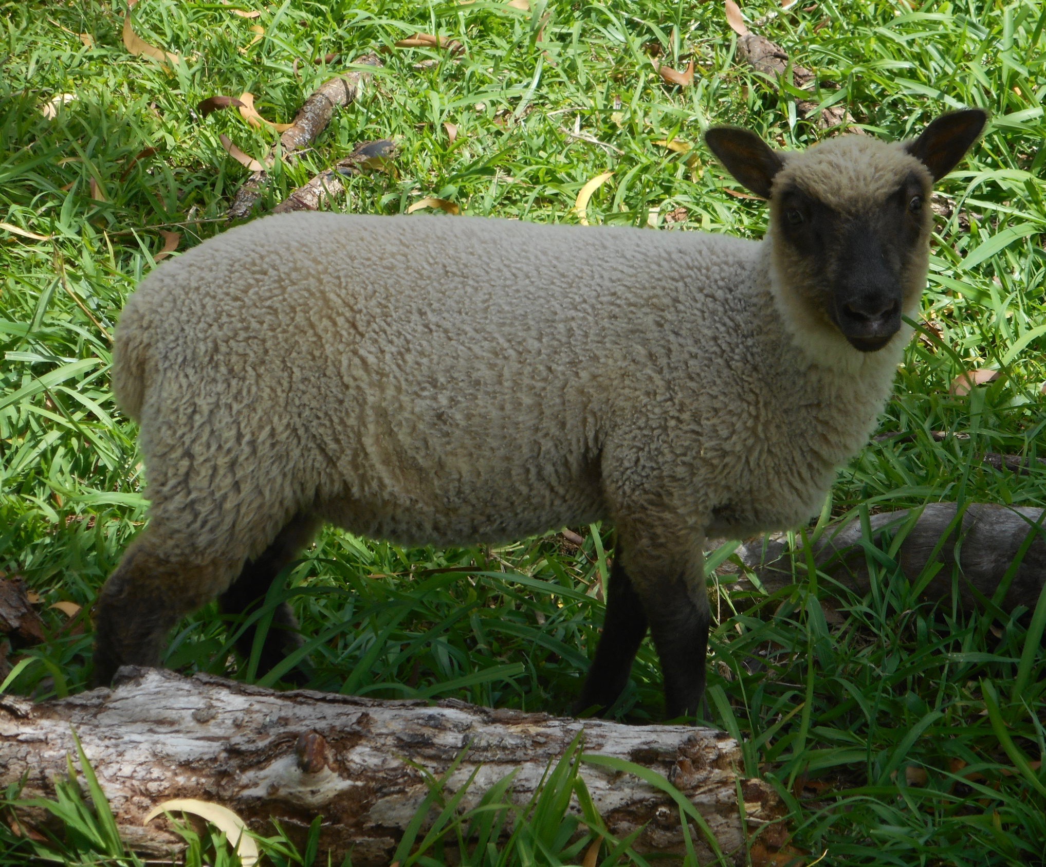 Blazing Star's ewe lamb "Princess"