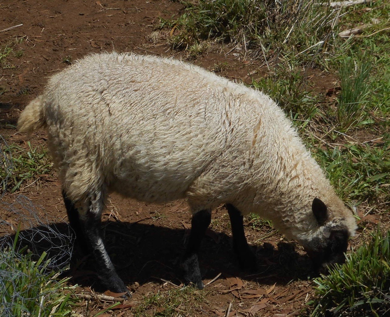 Cocoa's ewe lamb