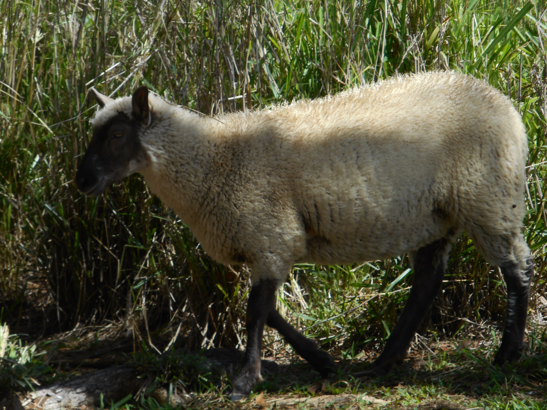 Ellis's ewe lamb