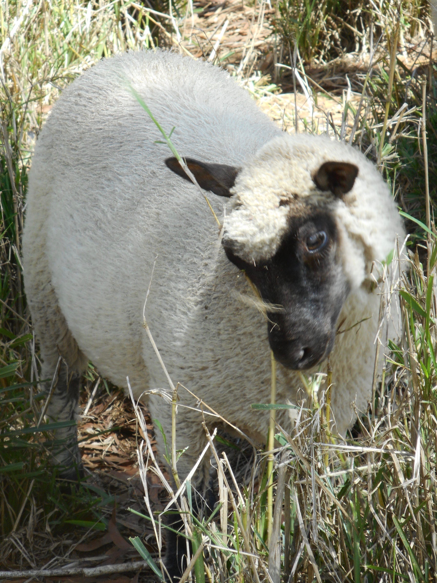 Beautiful Ewe