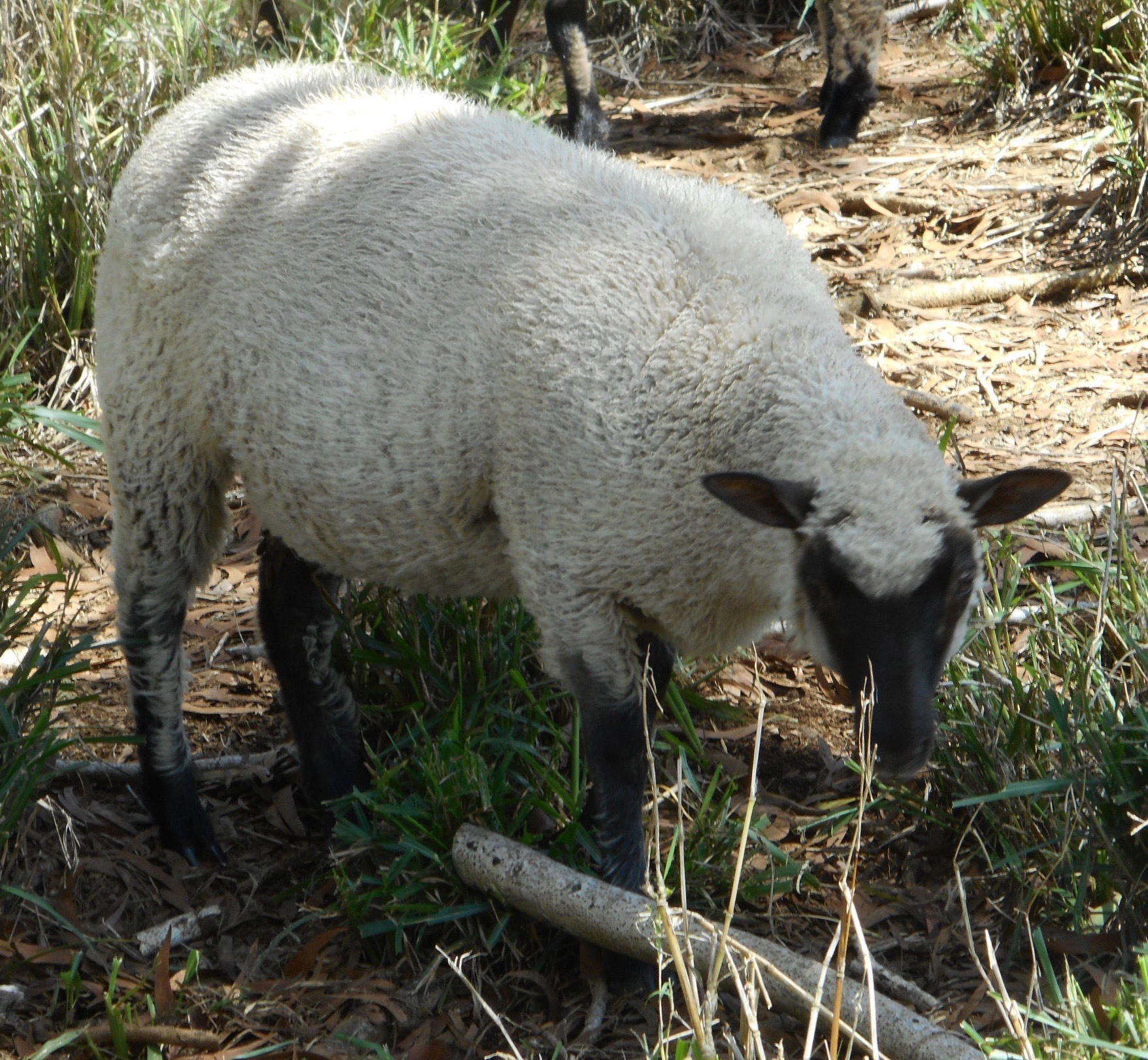 Freesia's Ewe lamb