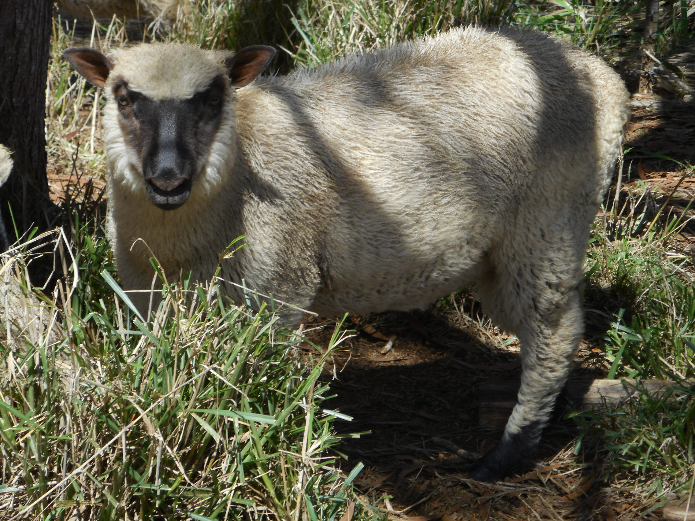 June's 1st born ram lamb