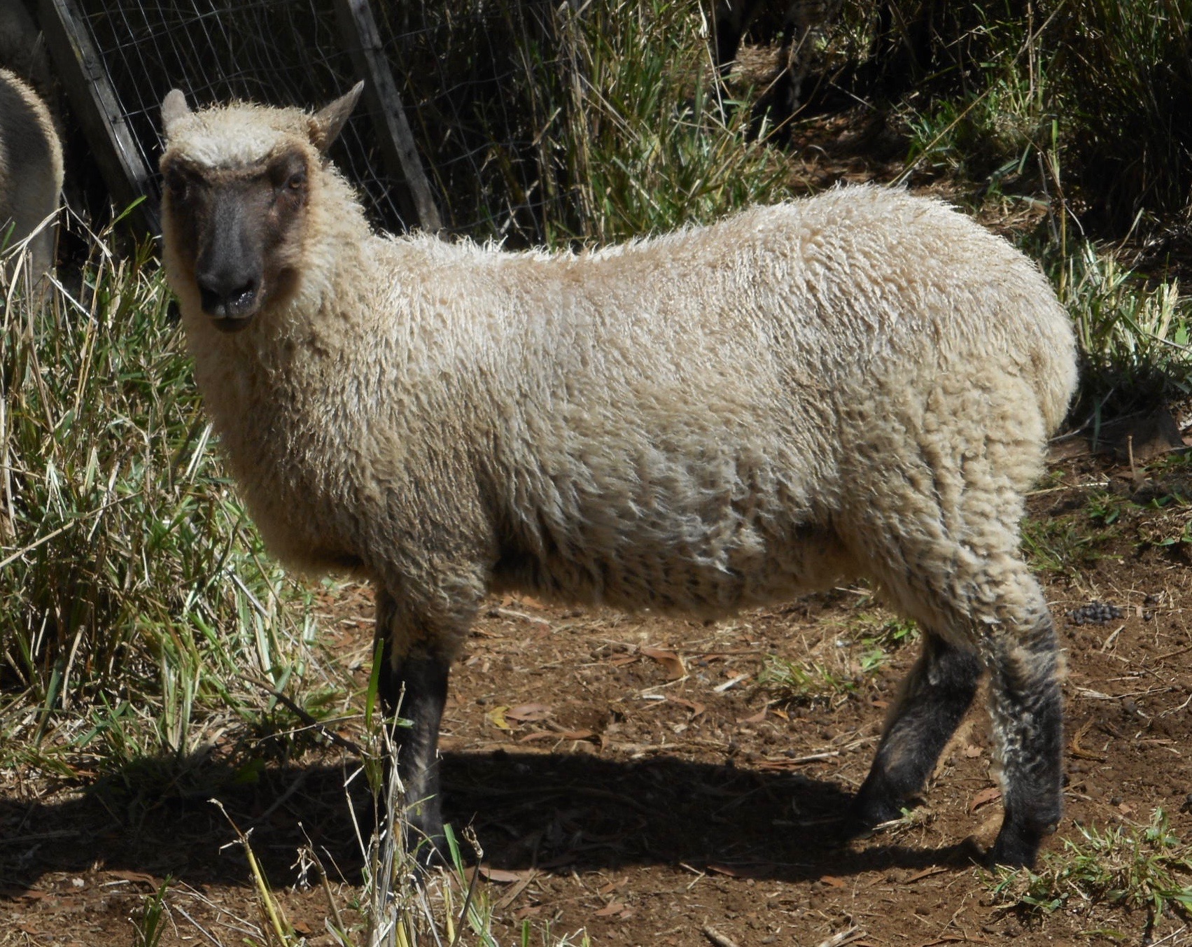 Blazing Star's ewe lamb "Princess"