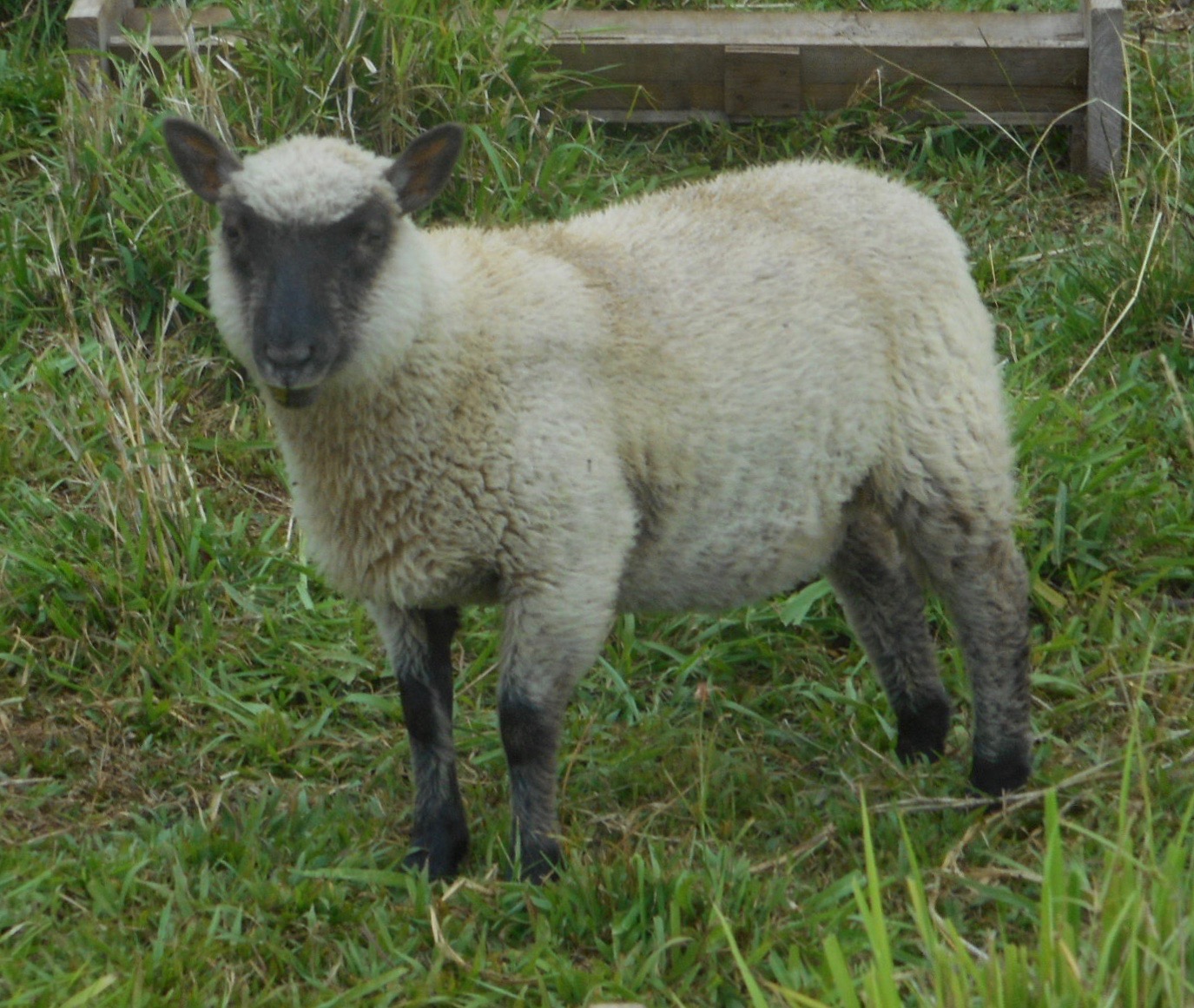 ewe lamb