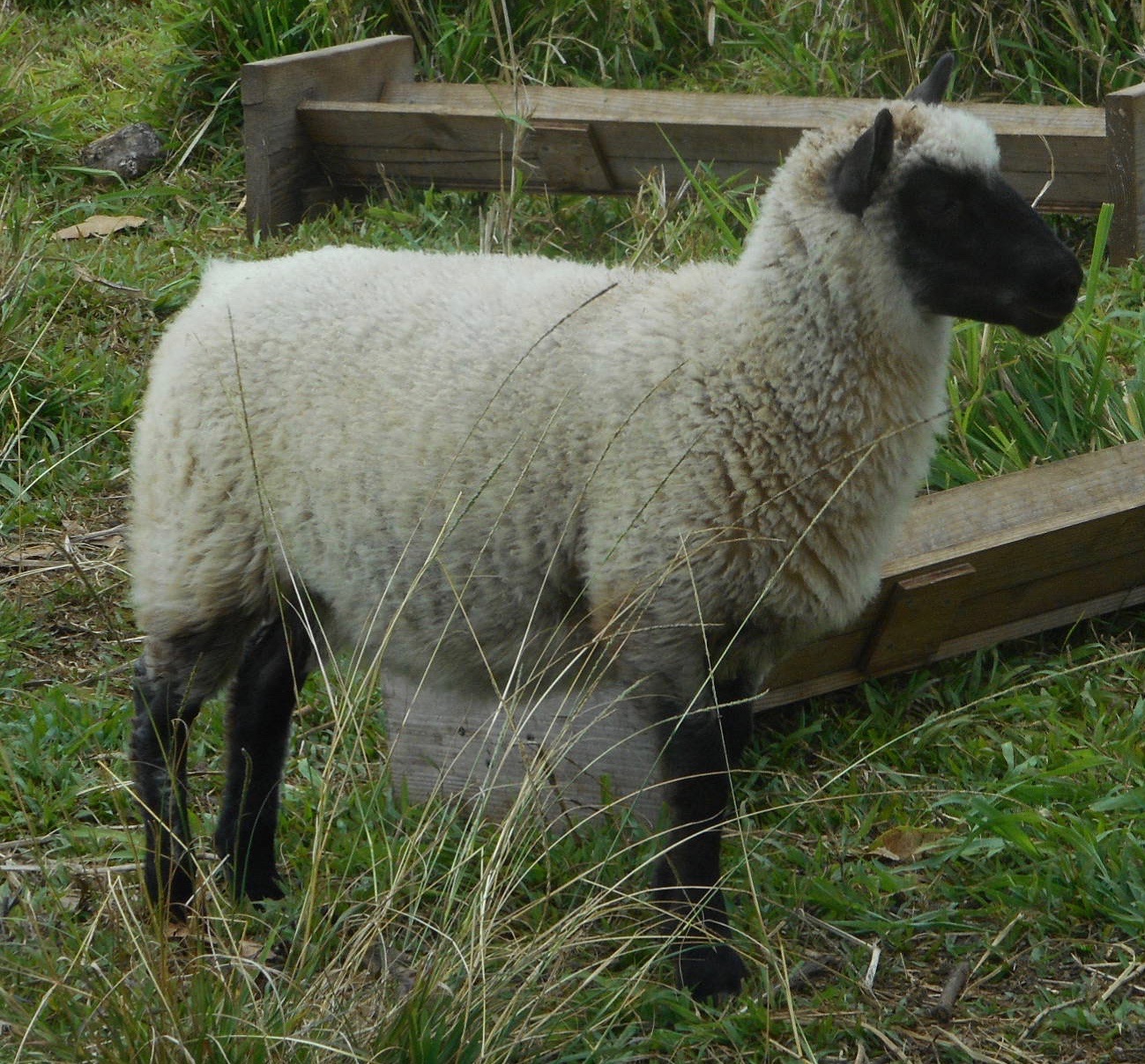 Cocoa's ewe lamb