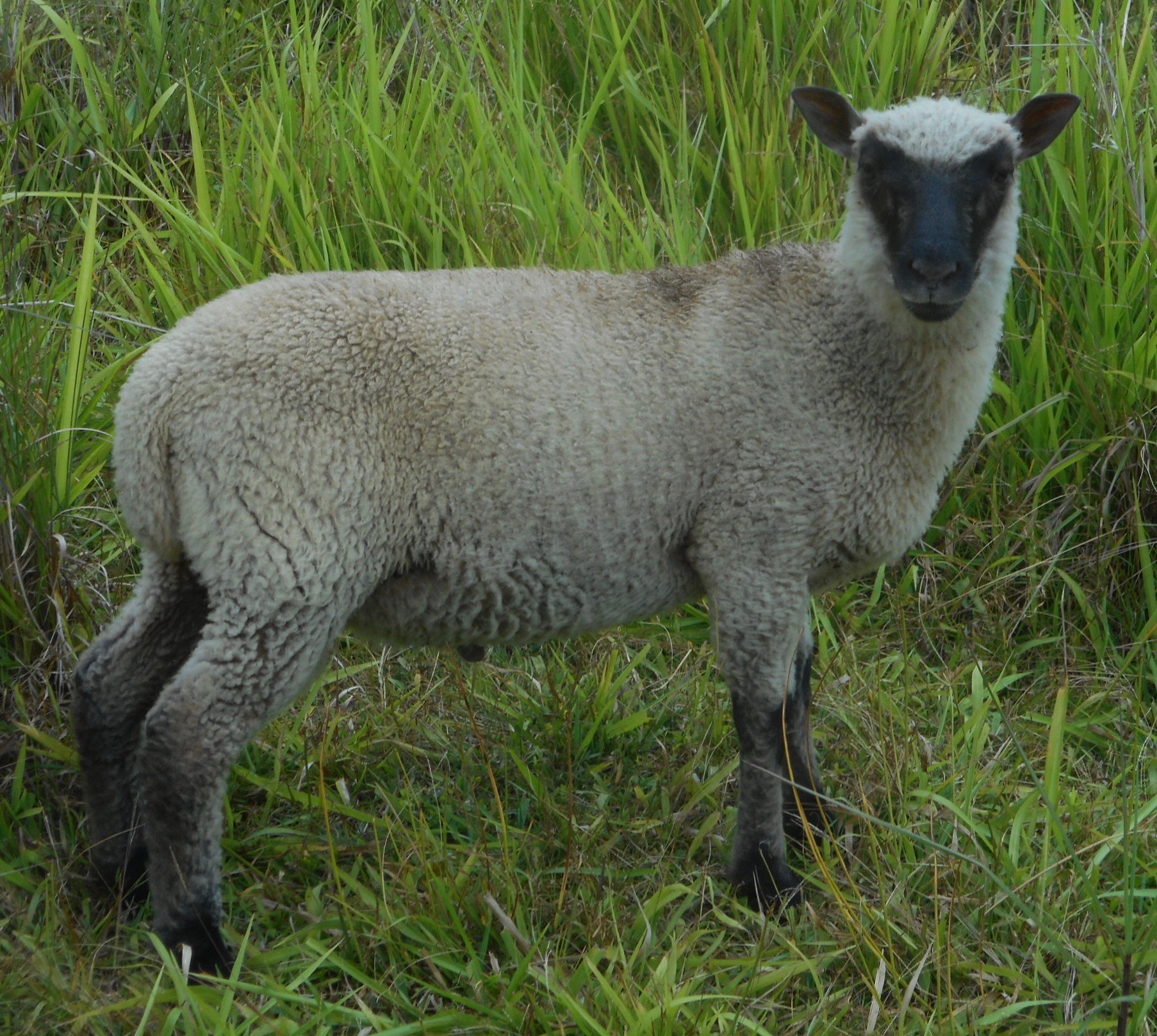 Latte's ram lamb