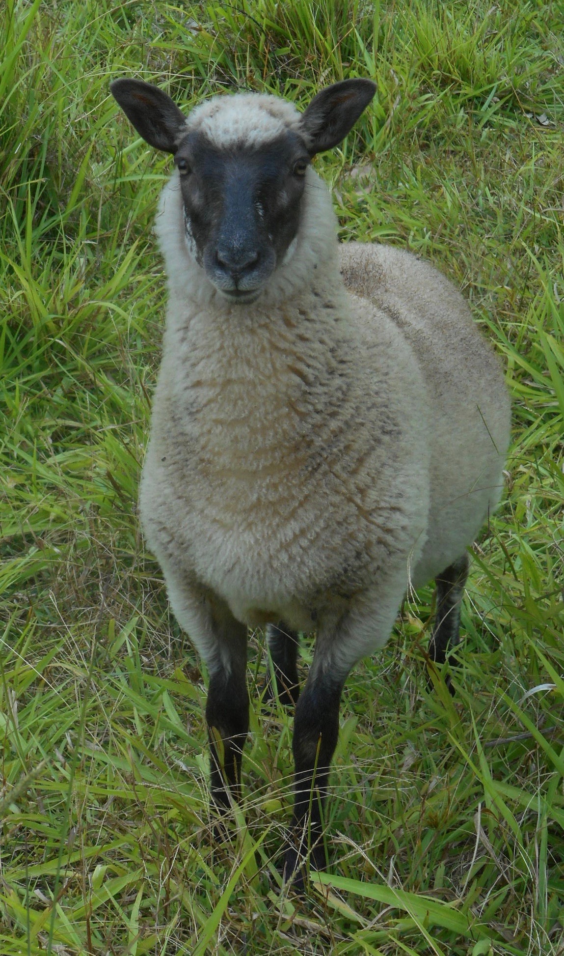 Photo of a Lamb