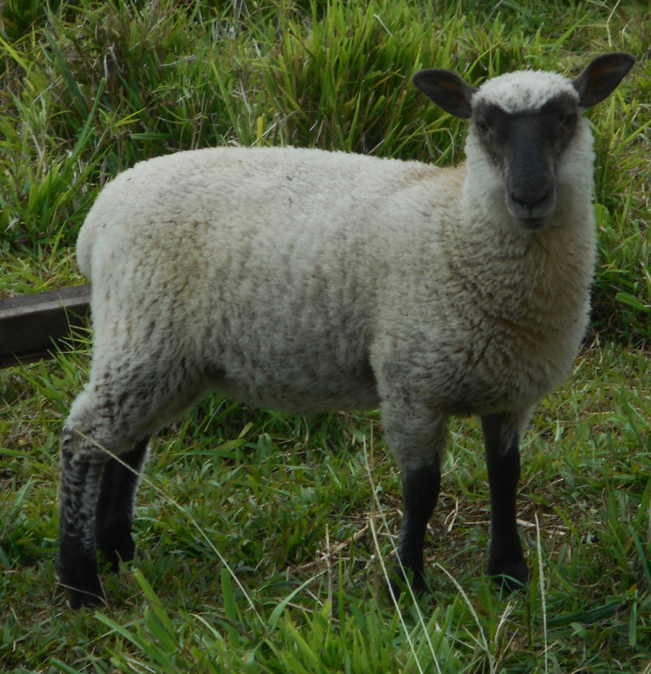Latte's ewe lamb