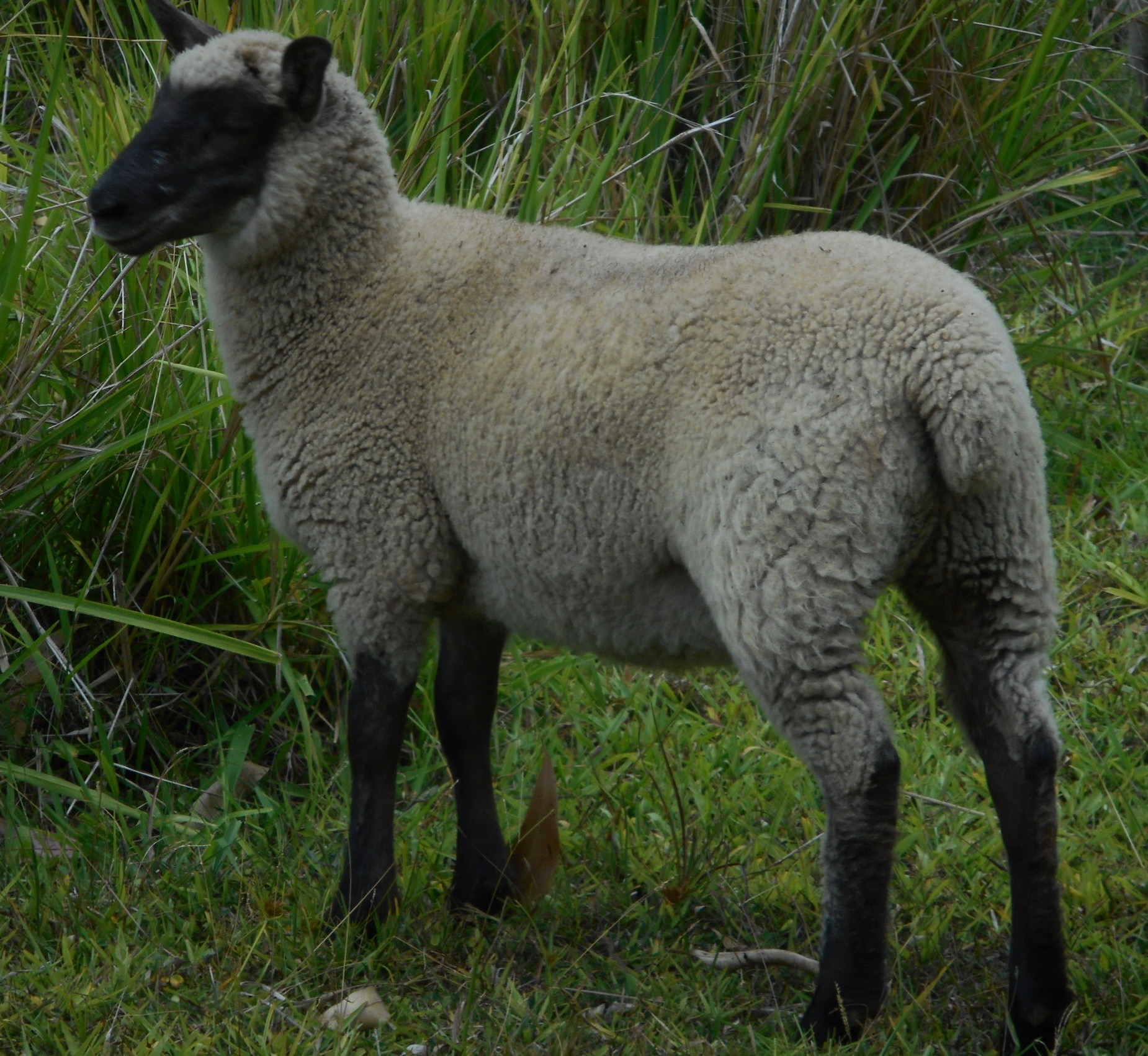 Ellis's ewe lamb