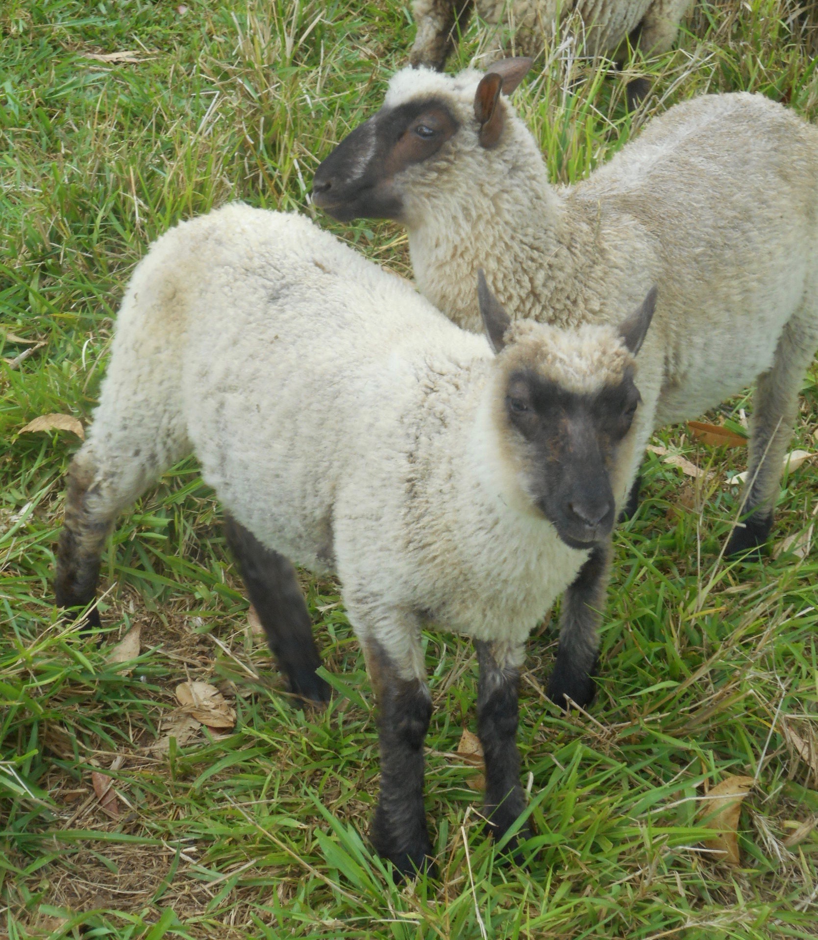 Filaree's ram lamb#1