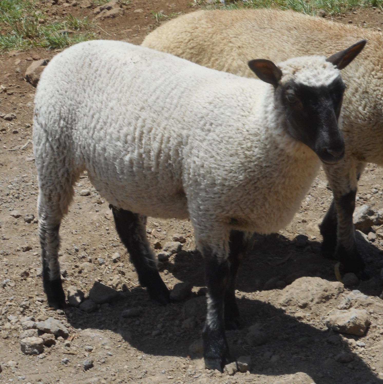 Freesia's Ewe lamb