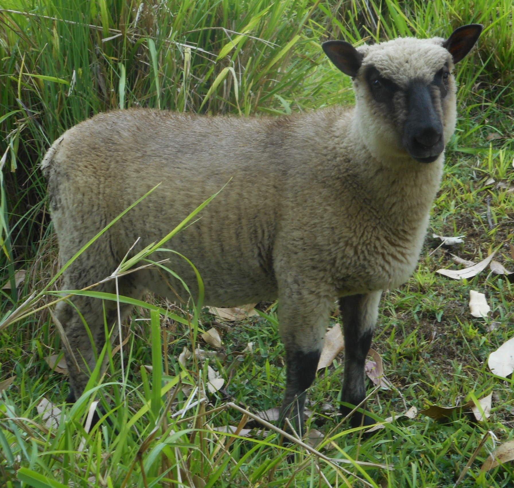June's 1st born ram lamb