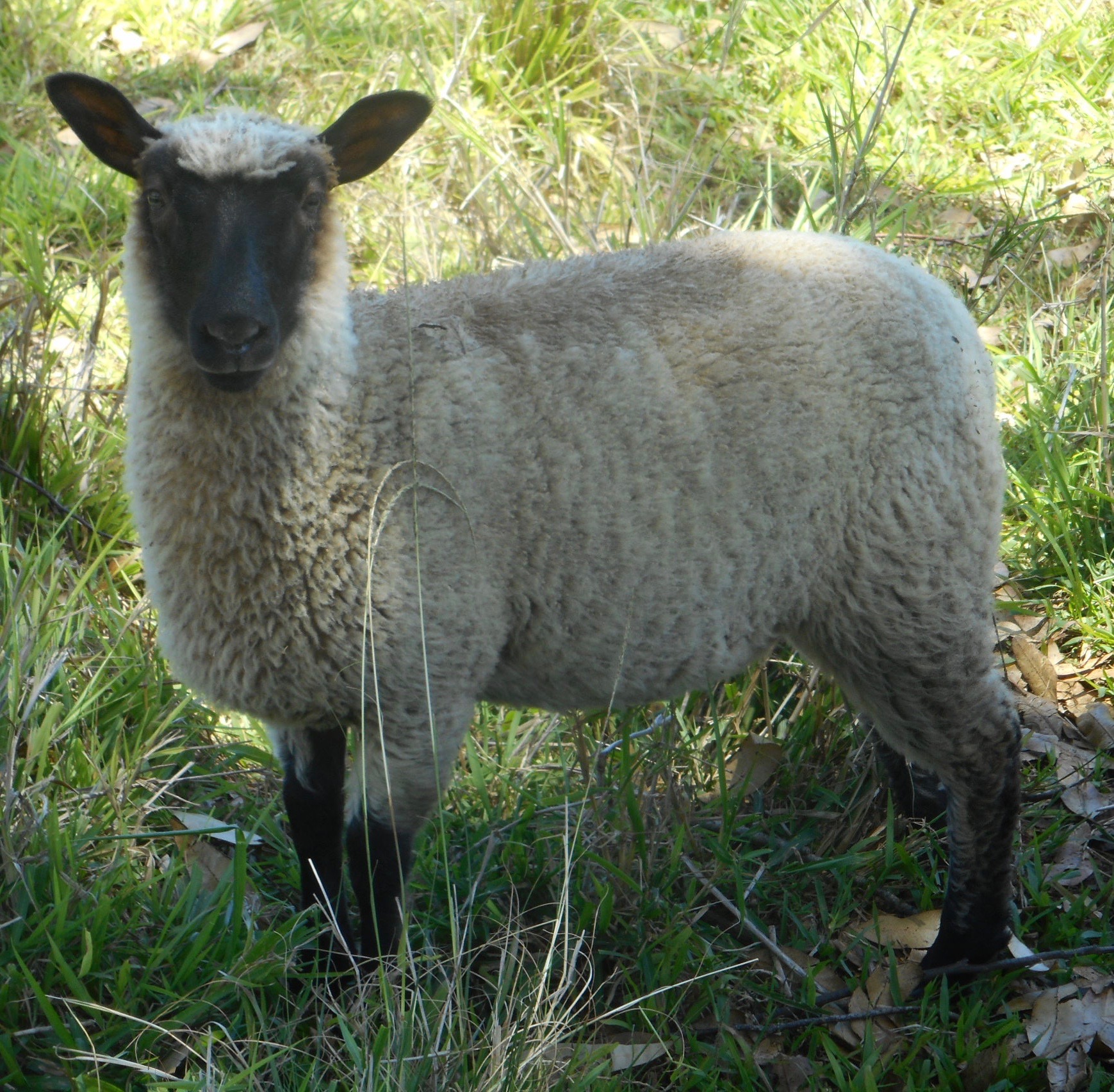 Leaf's 1st born ewe lamb