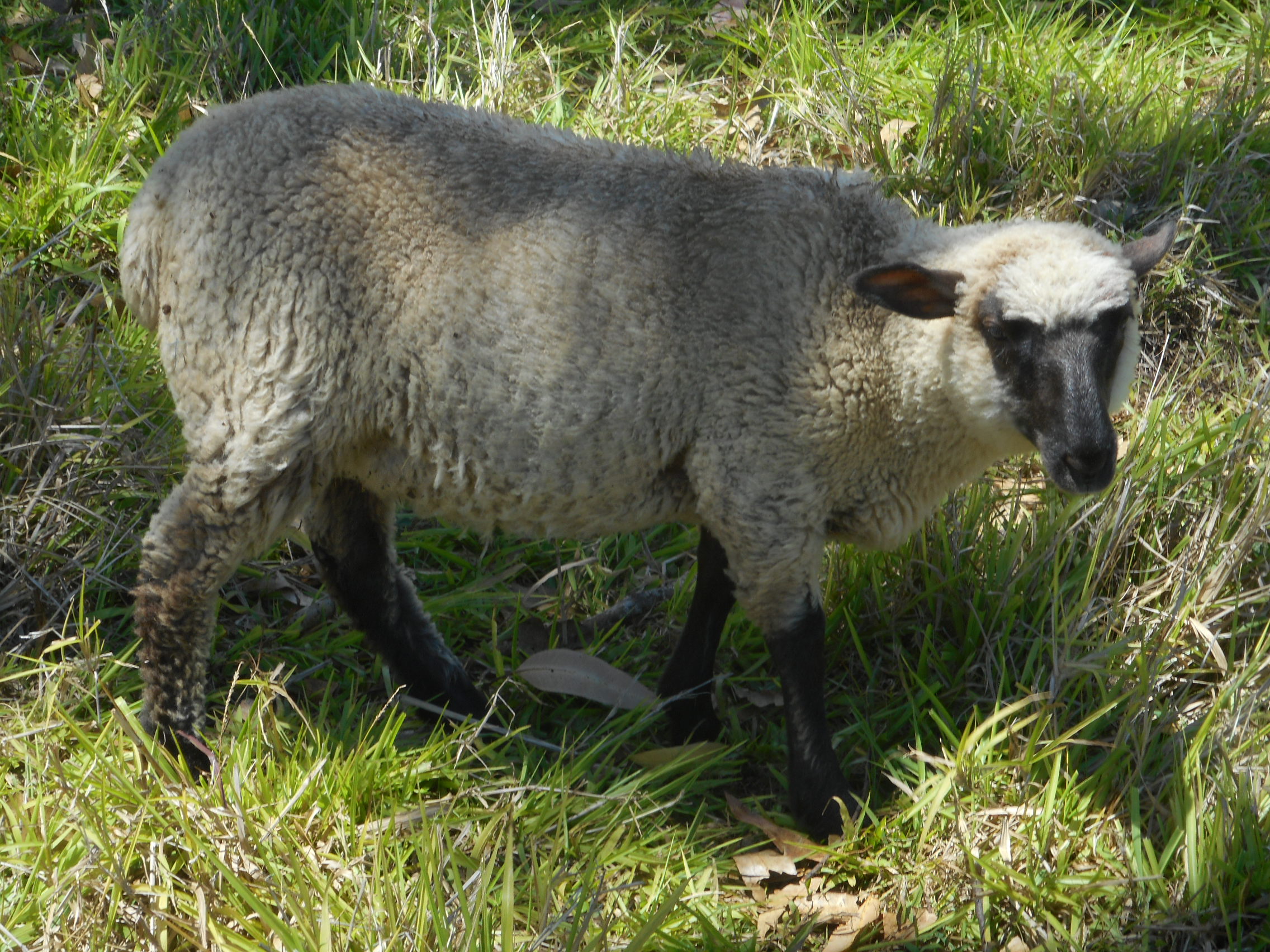 Leaf's 2nd born lamb