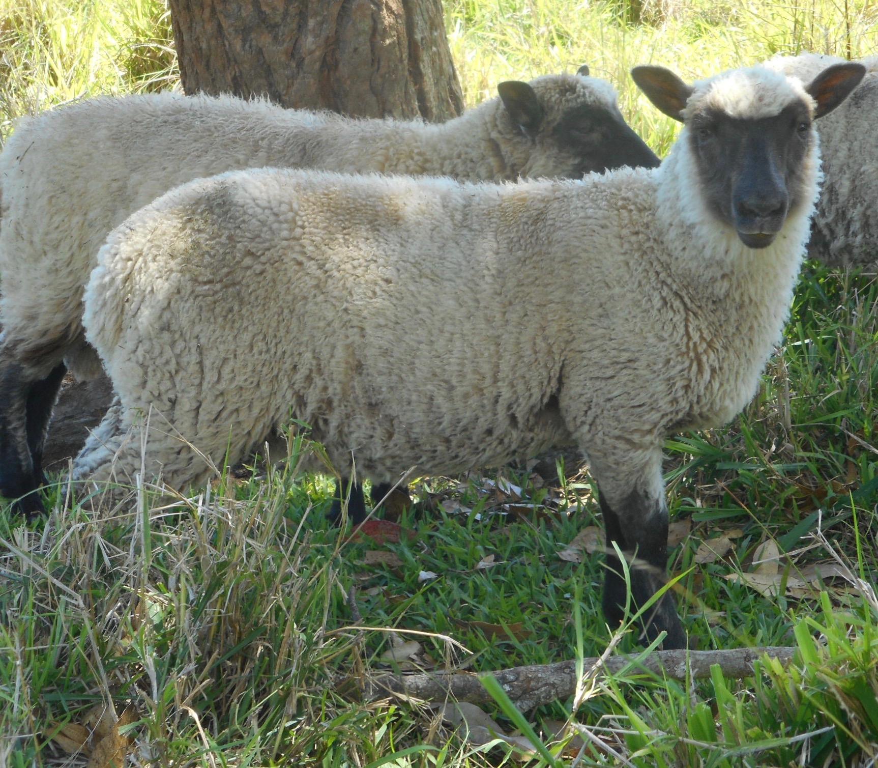 Blazing Star's ewe lamb "Princess"