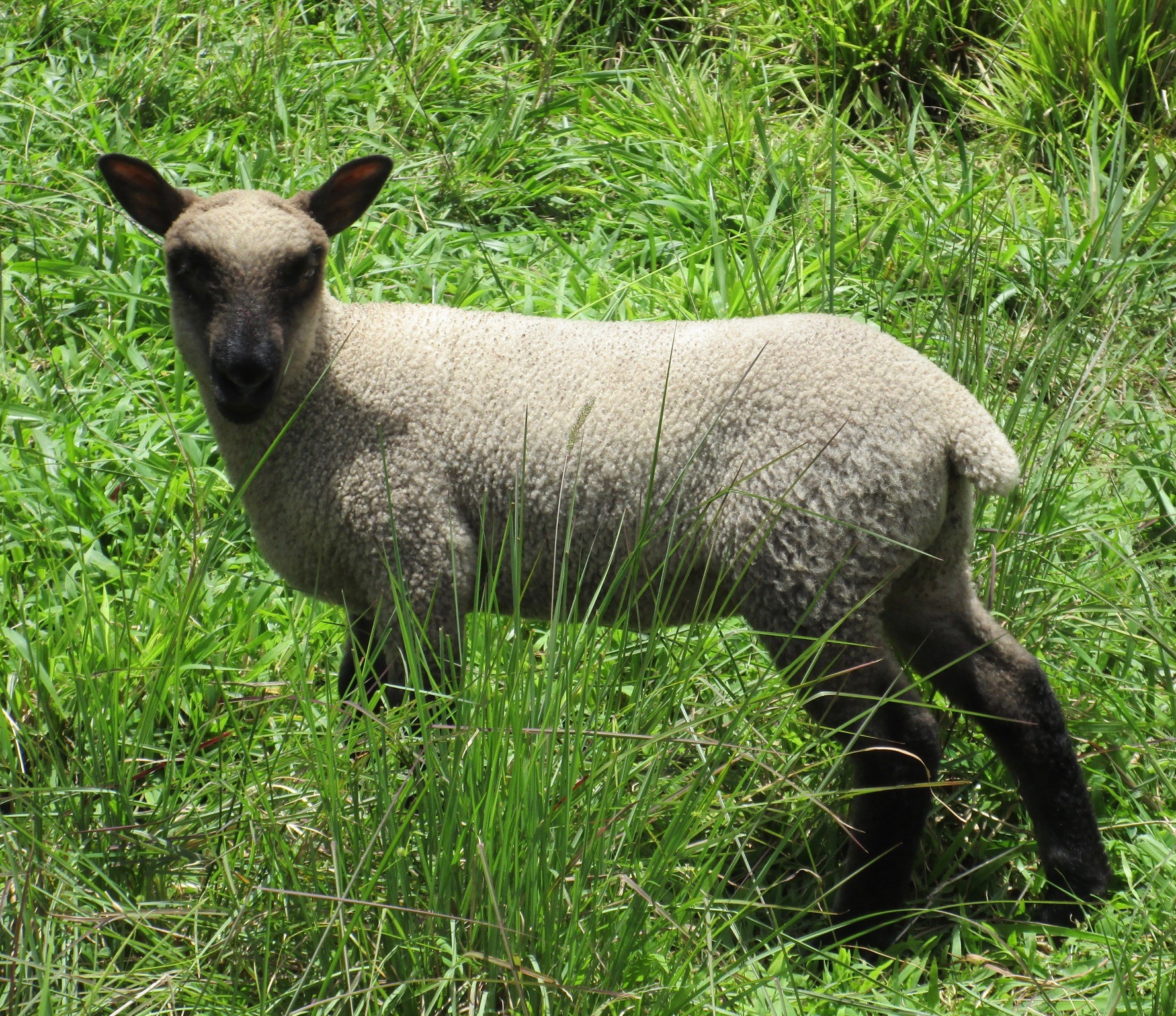 Lacy's Ewe#1