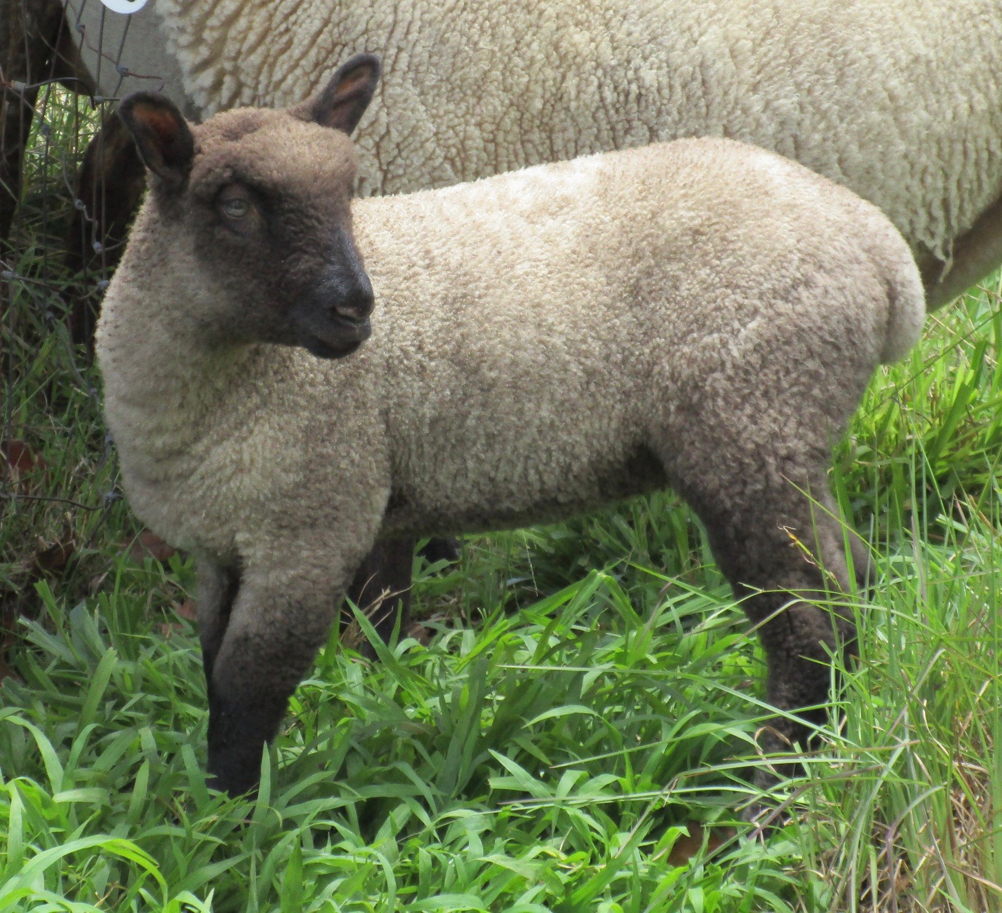 Lacy's Ewe#2