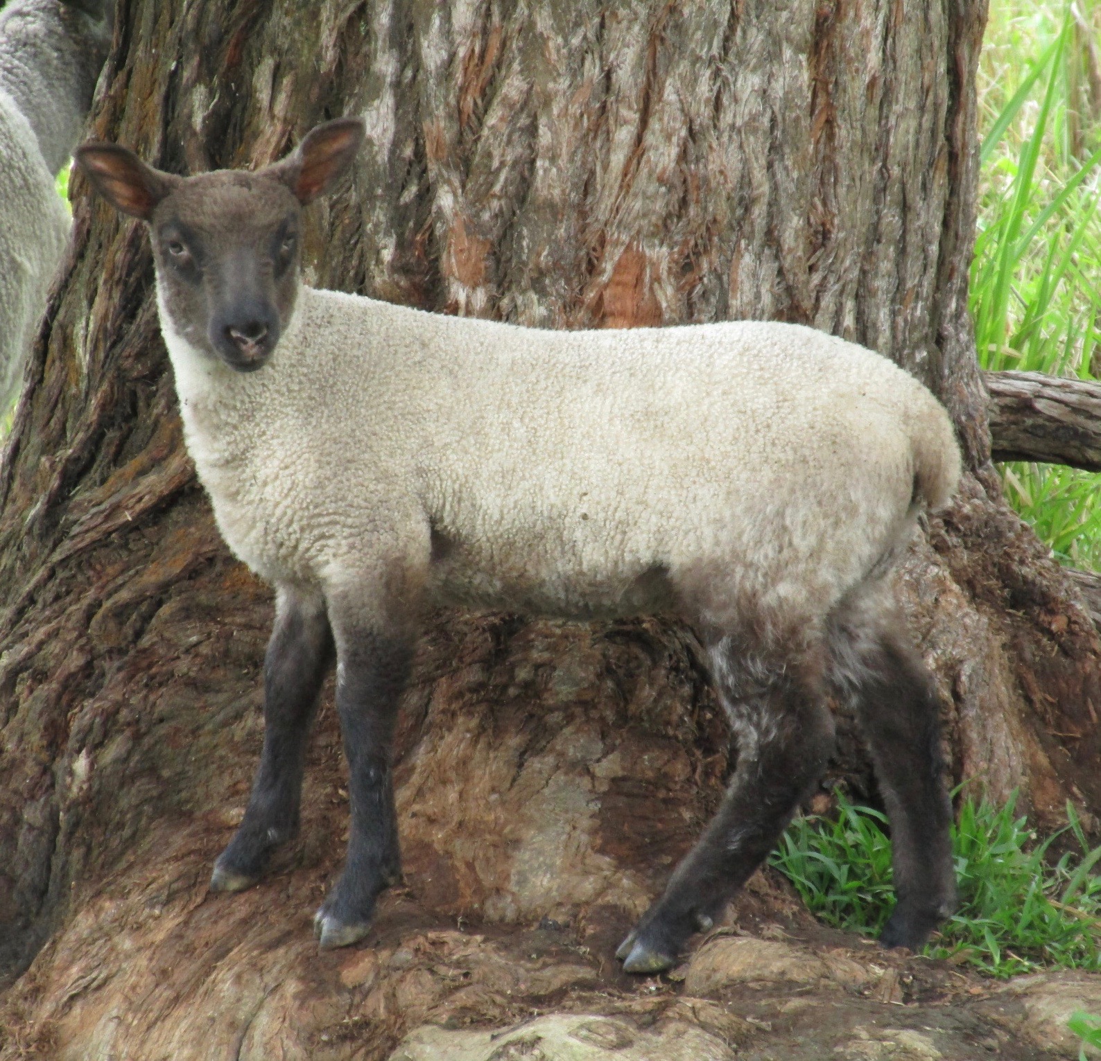 Meadow's Ewe