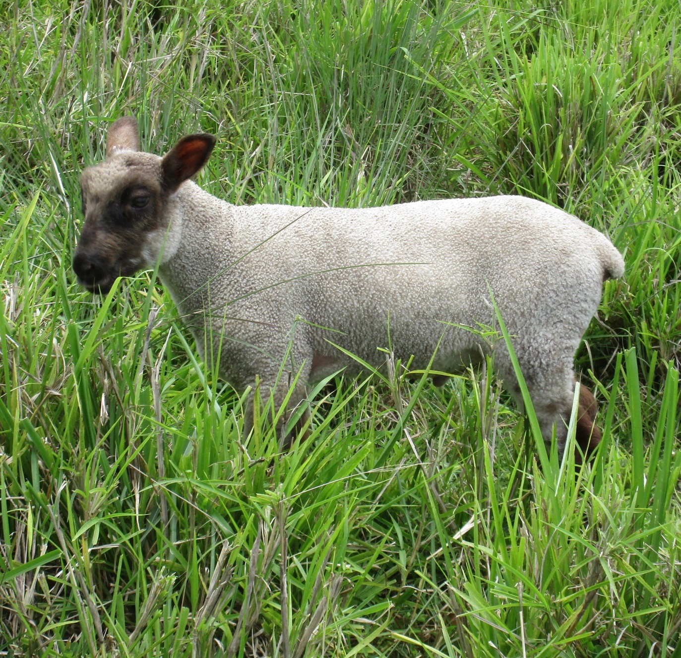 Photo of Challis's ram lamb