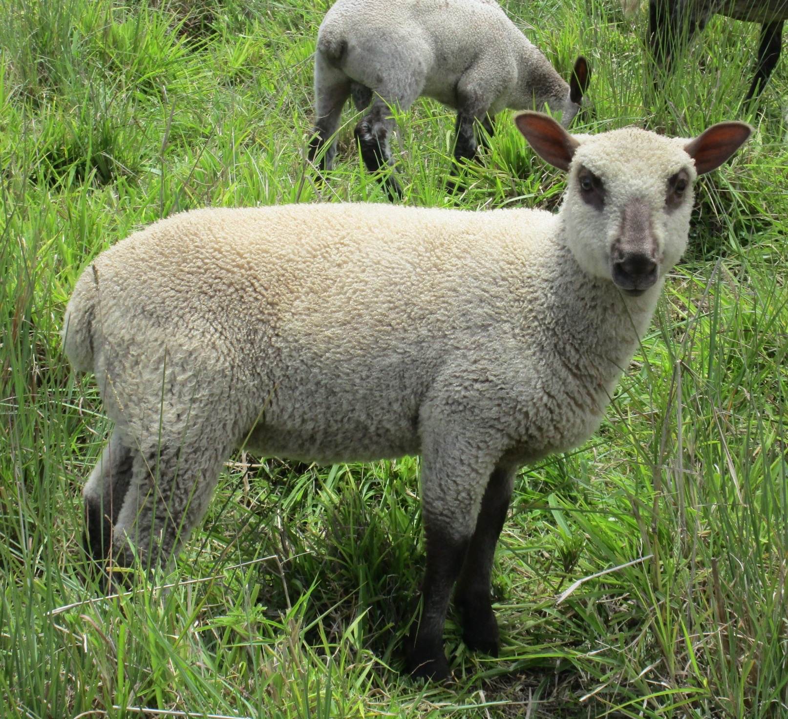 Blondie's ewe