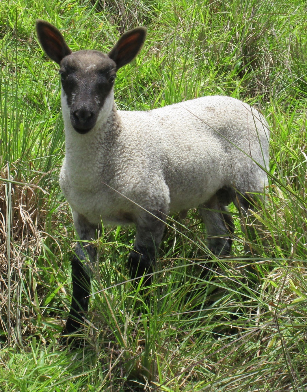 Vanilla Chip's lamb