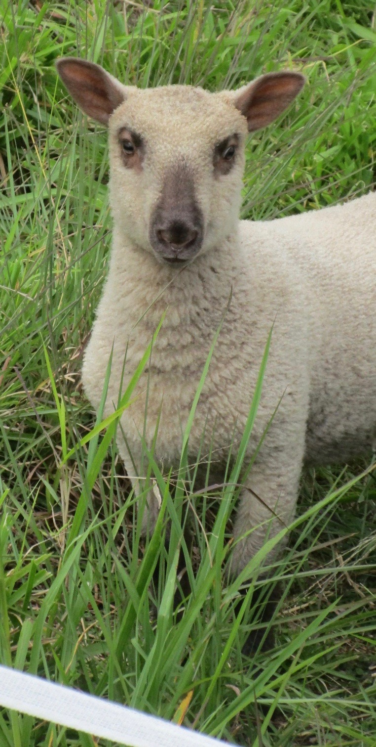 Blondie's Ewe