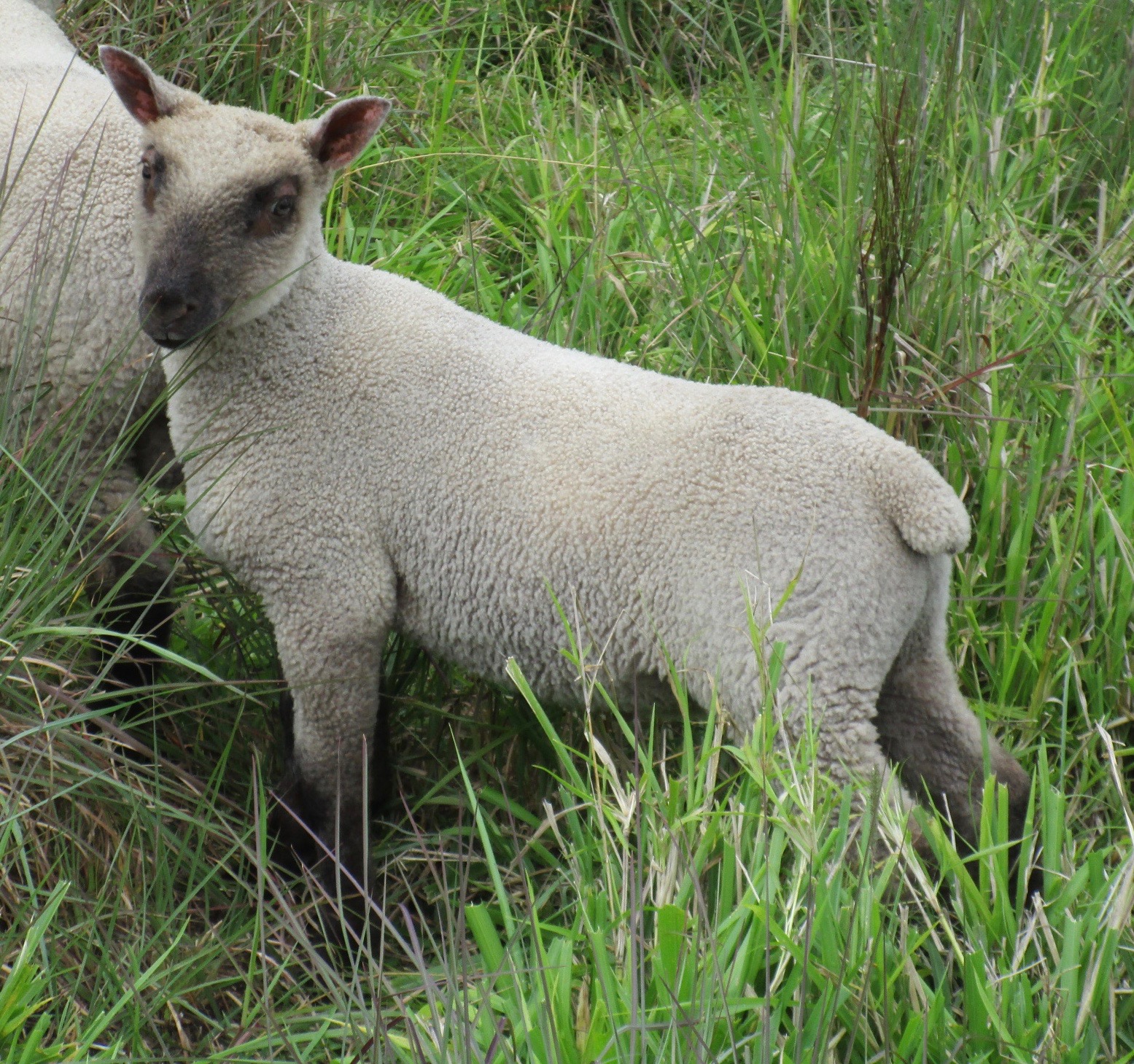 Blondie's Ram