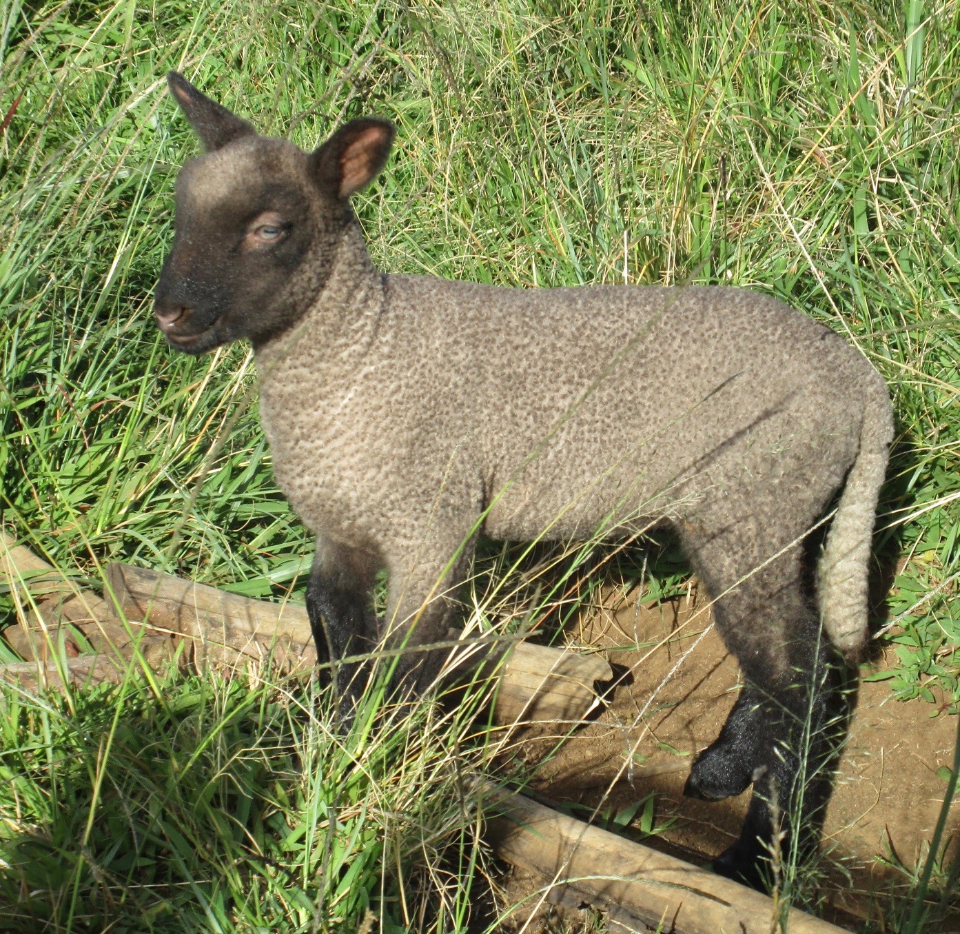 Lacy's 1st born lamb