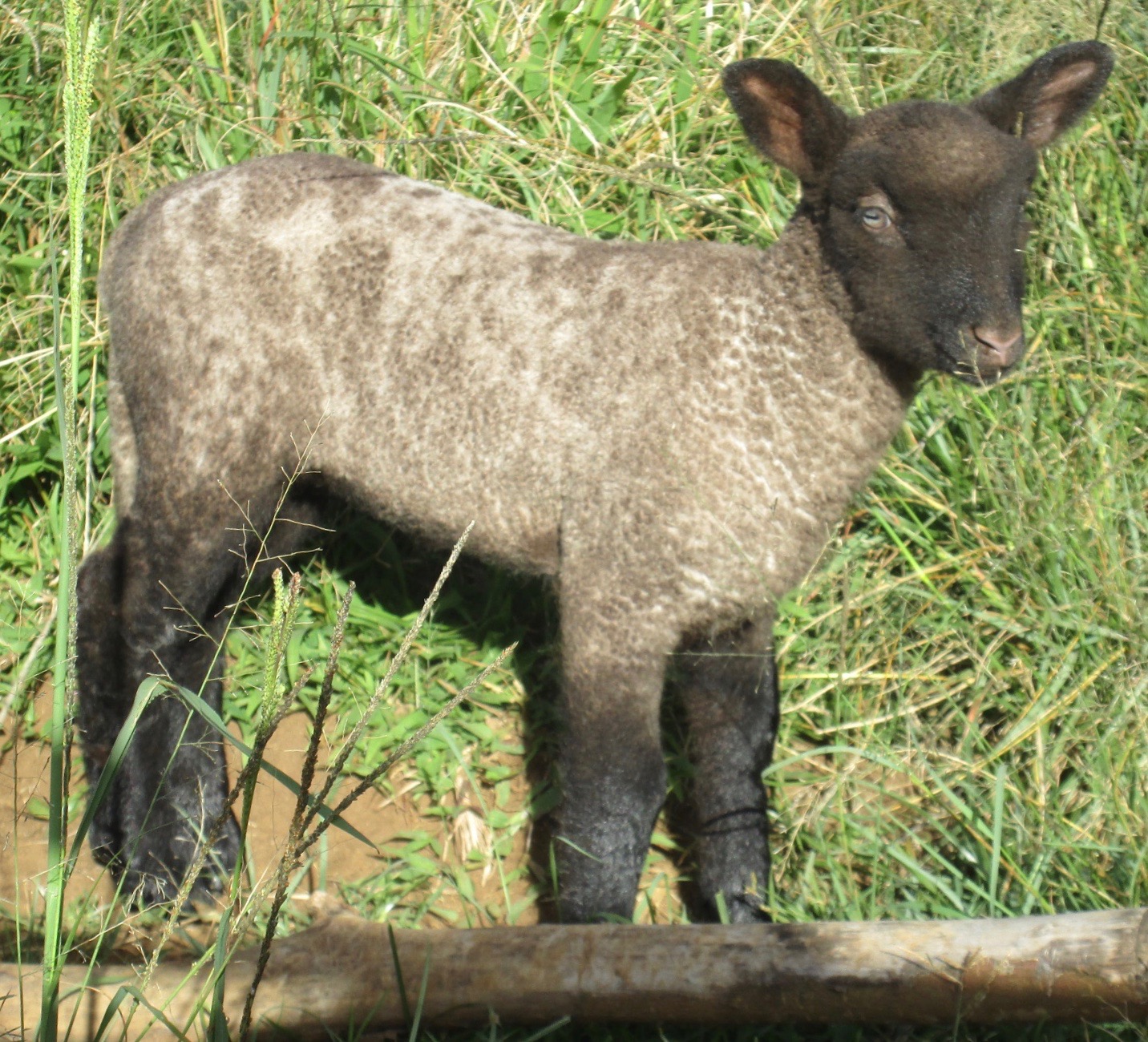 Lacy's 2nd born lamb