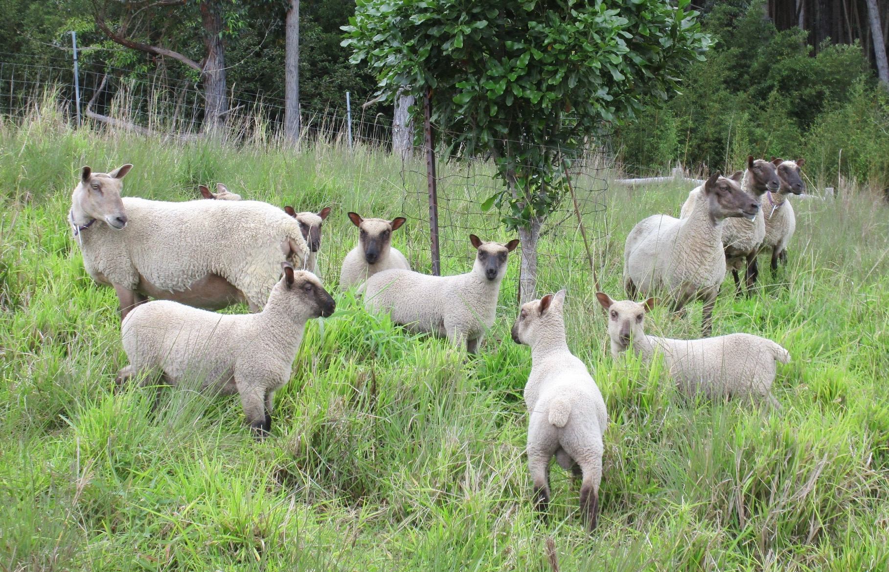 Ewes and lambs