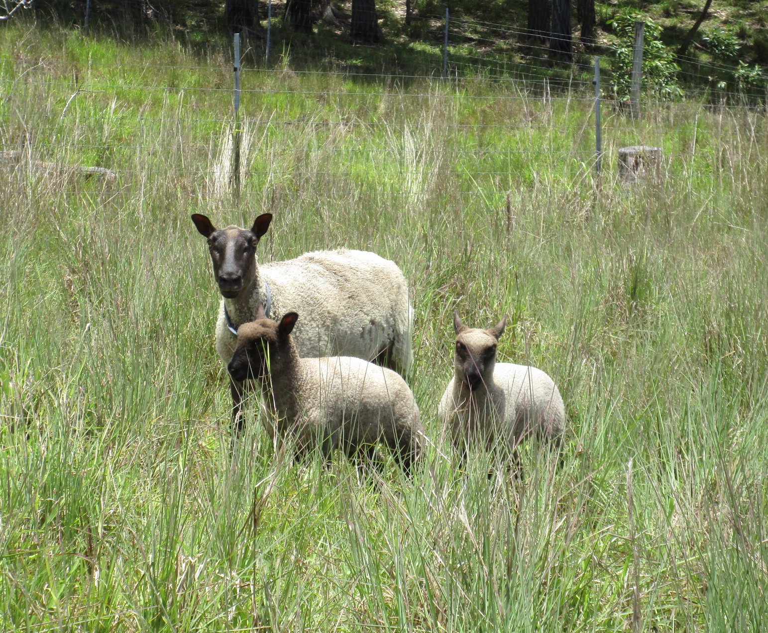 Lacy & Twins