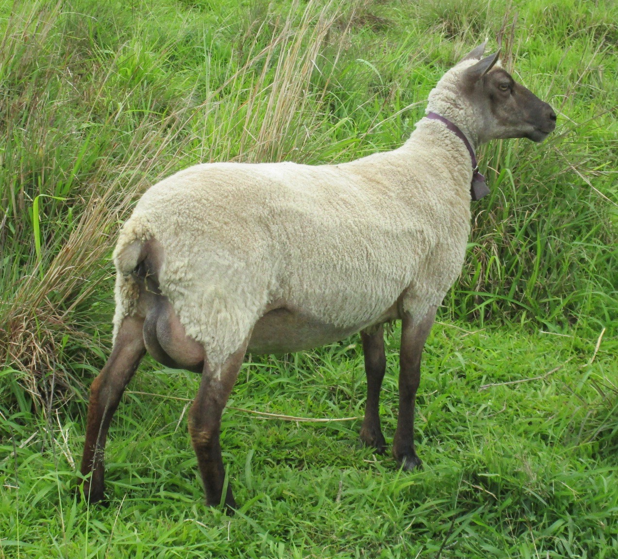 Clun cross ewe