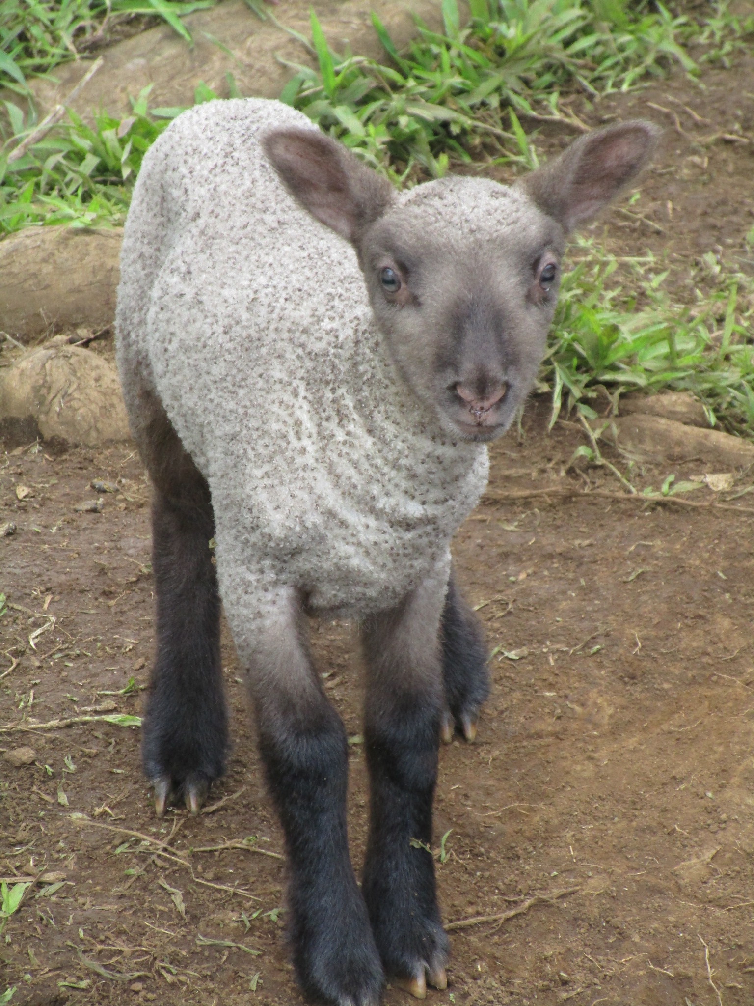 Ewe lamb