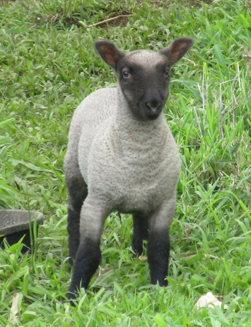 Flower's ram lamb