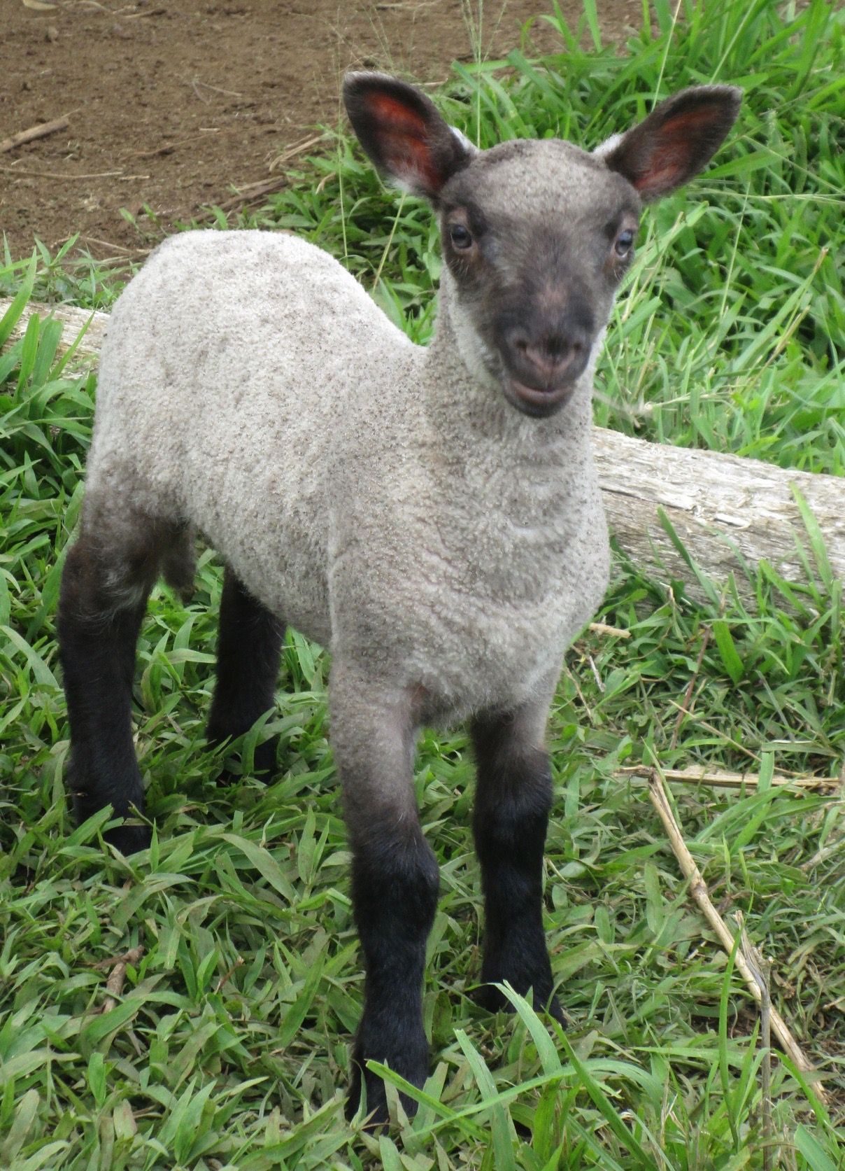 Ram lamb