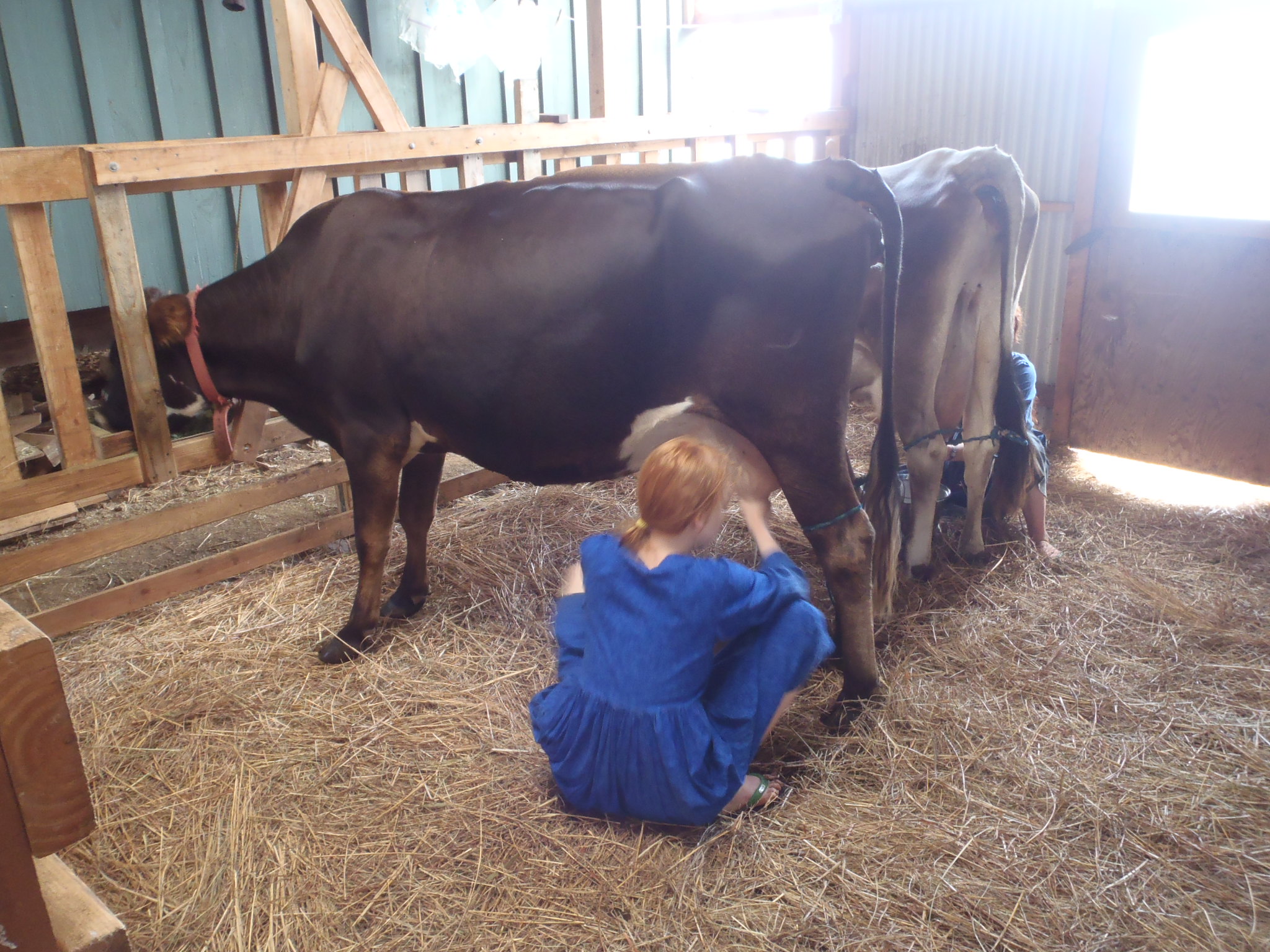 Milking Classes-Click here