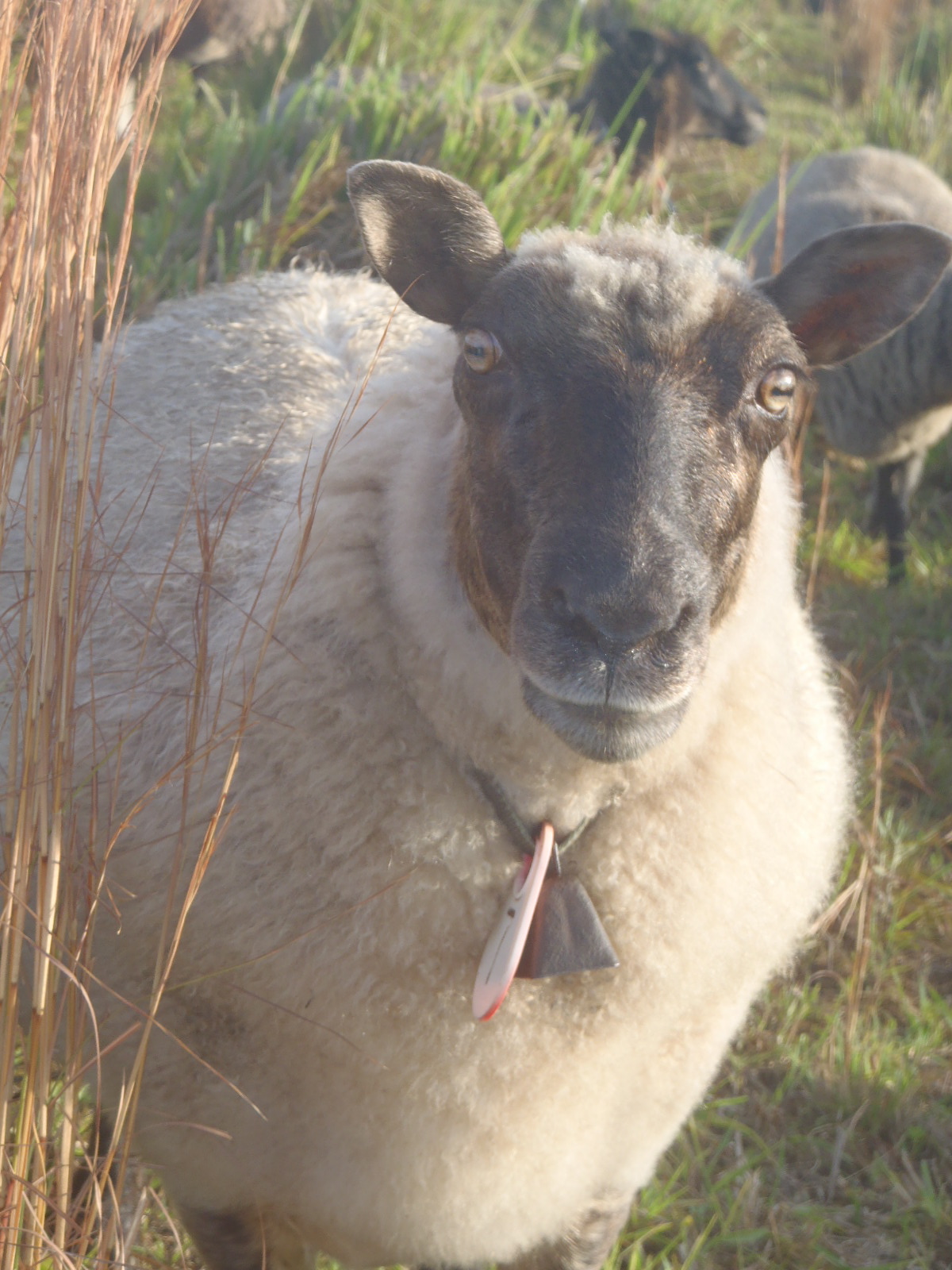 Sheep and wool crafts, click here.