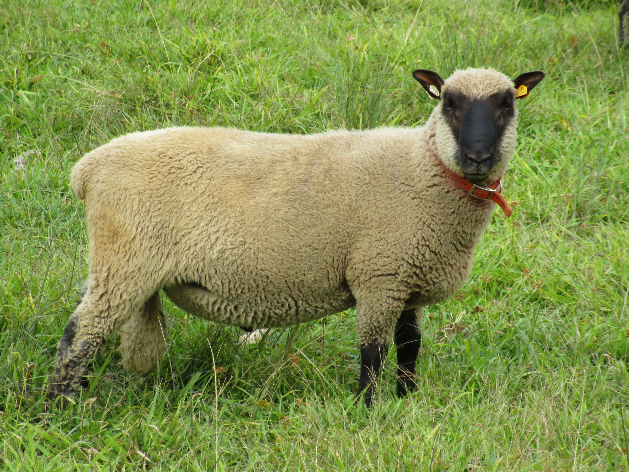 Clun Forest ram